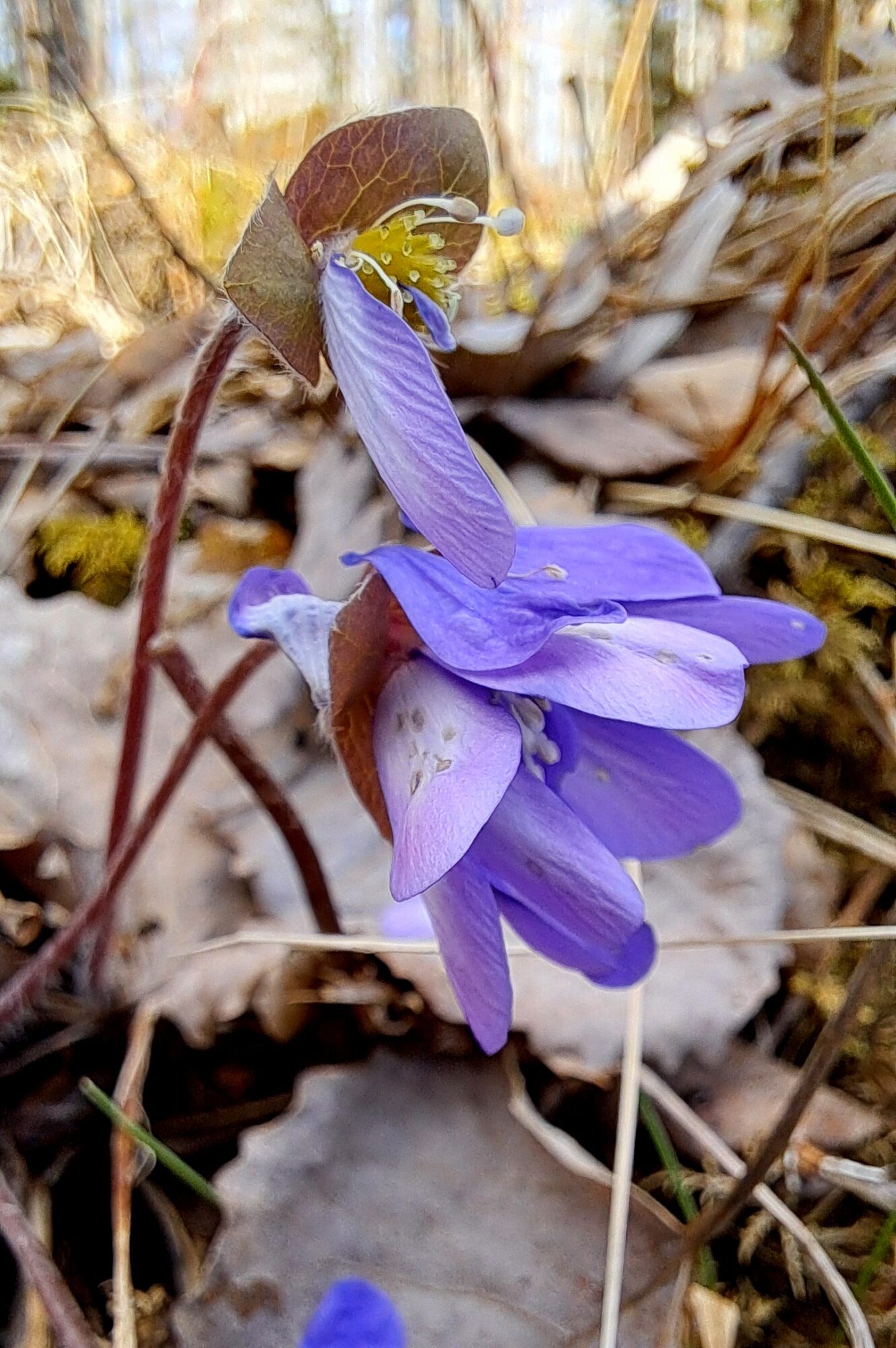 Valokuvaaja: Irja Lehtinen