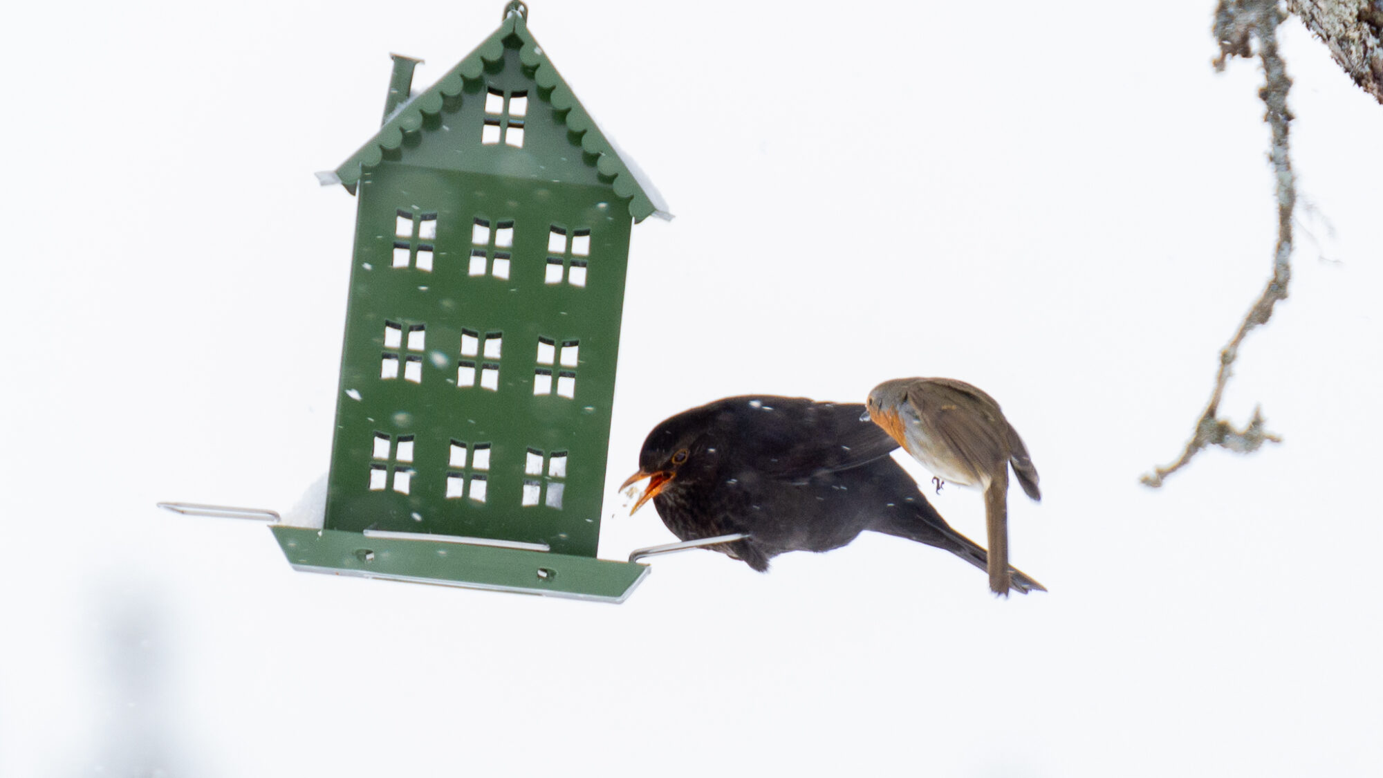 Valokuvaaja: Helena Minkkilä