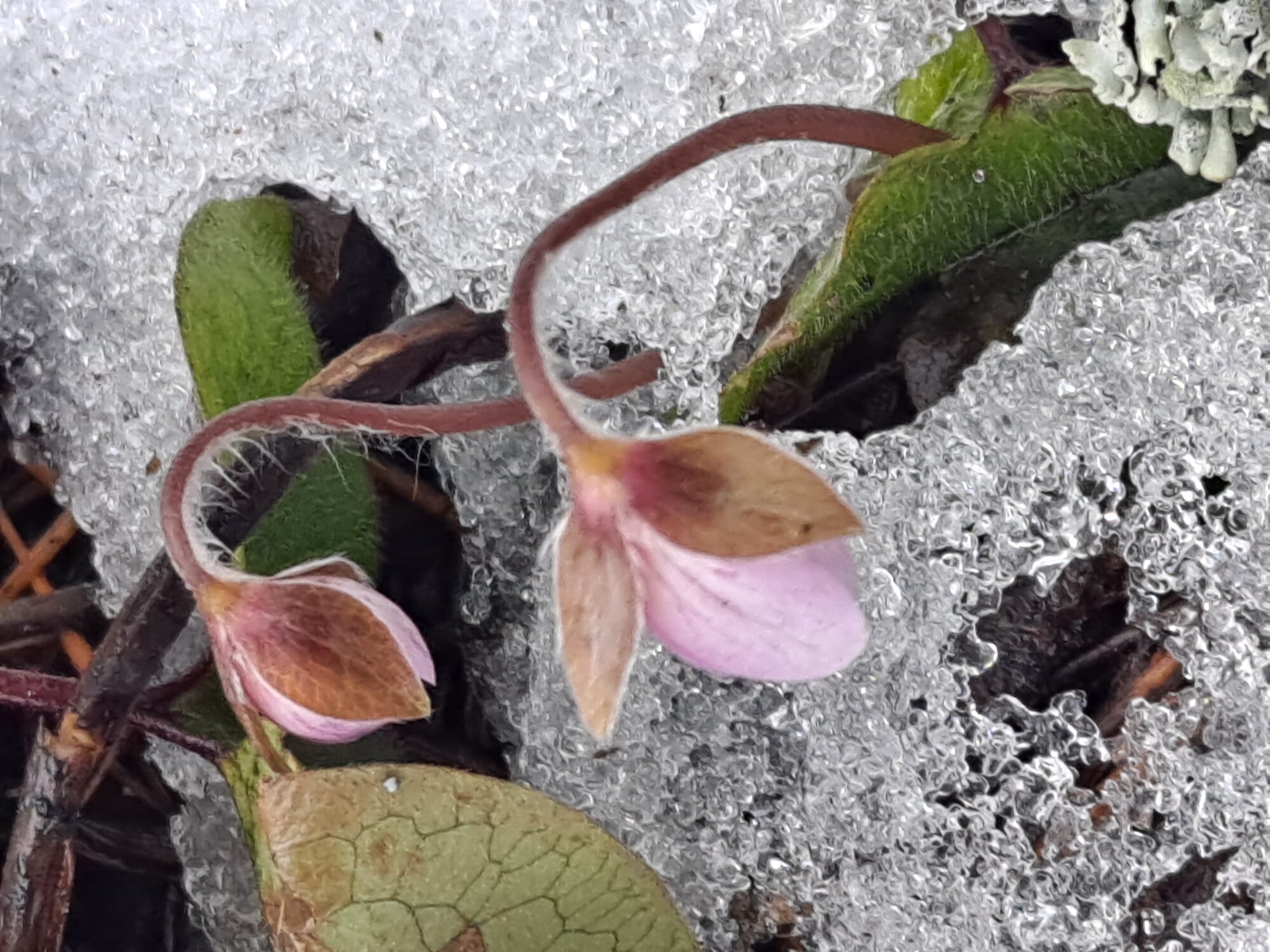 Valokuvaaja: Satu Suuntala