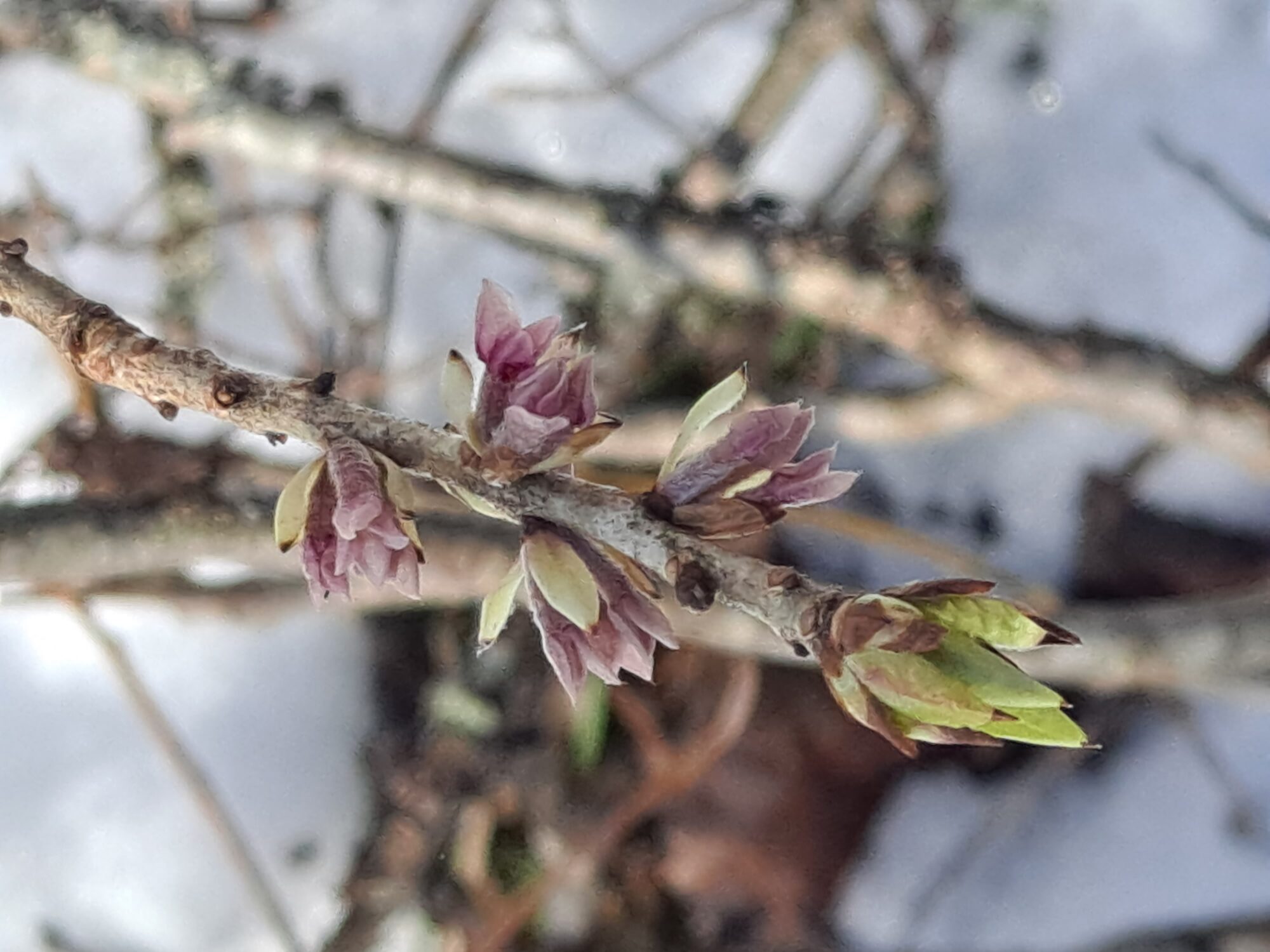 Valokuvaaja: Satu Suuntala