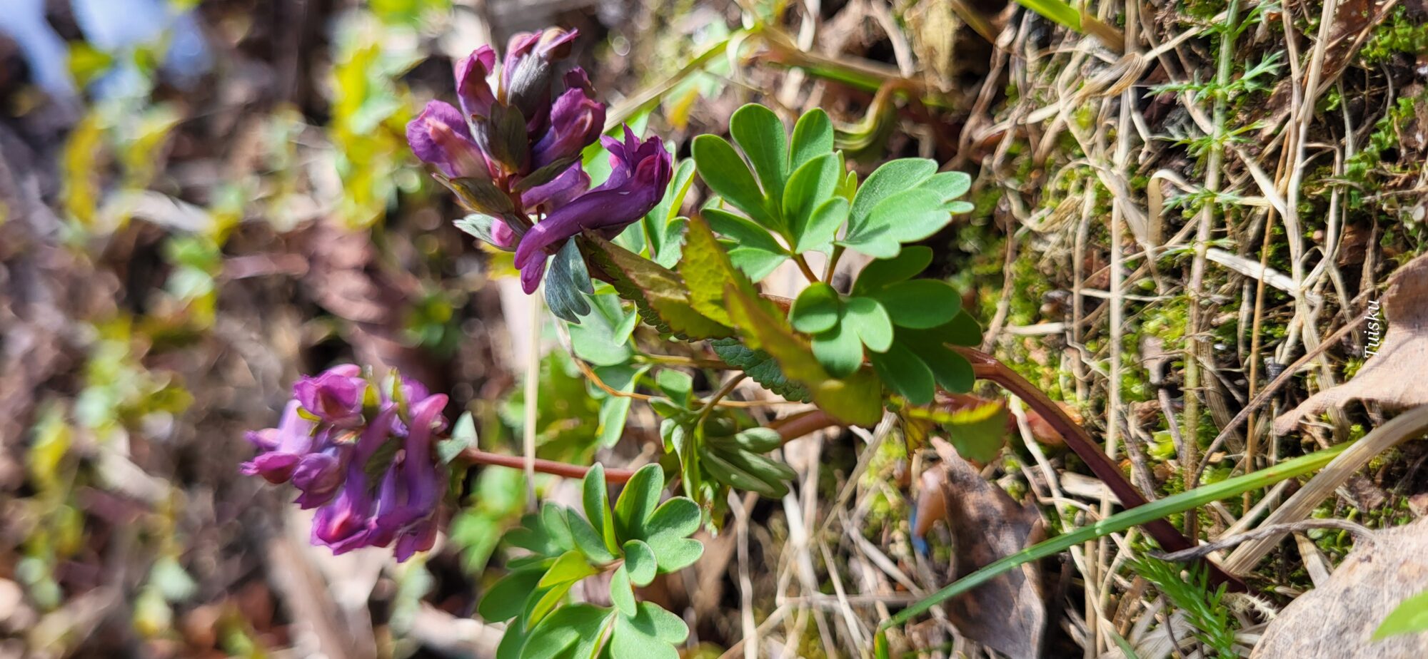 Valokuvaaja: Marjon Kauppinen