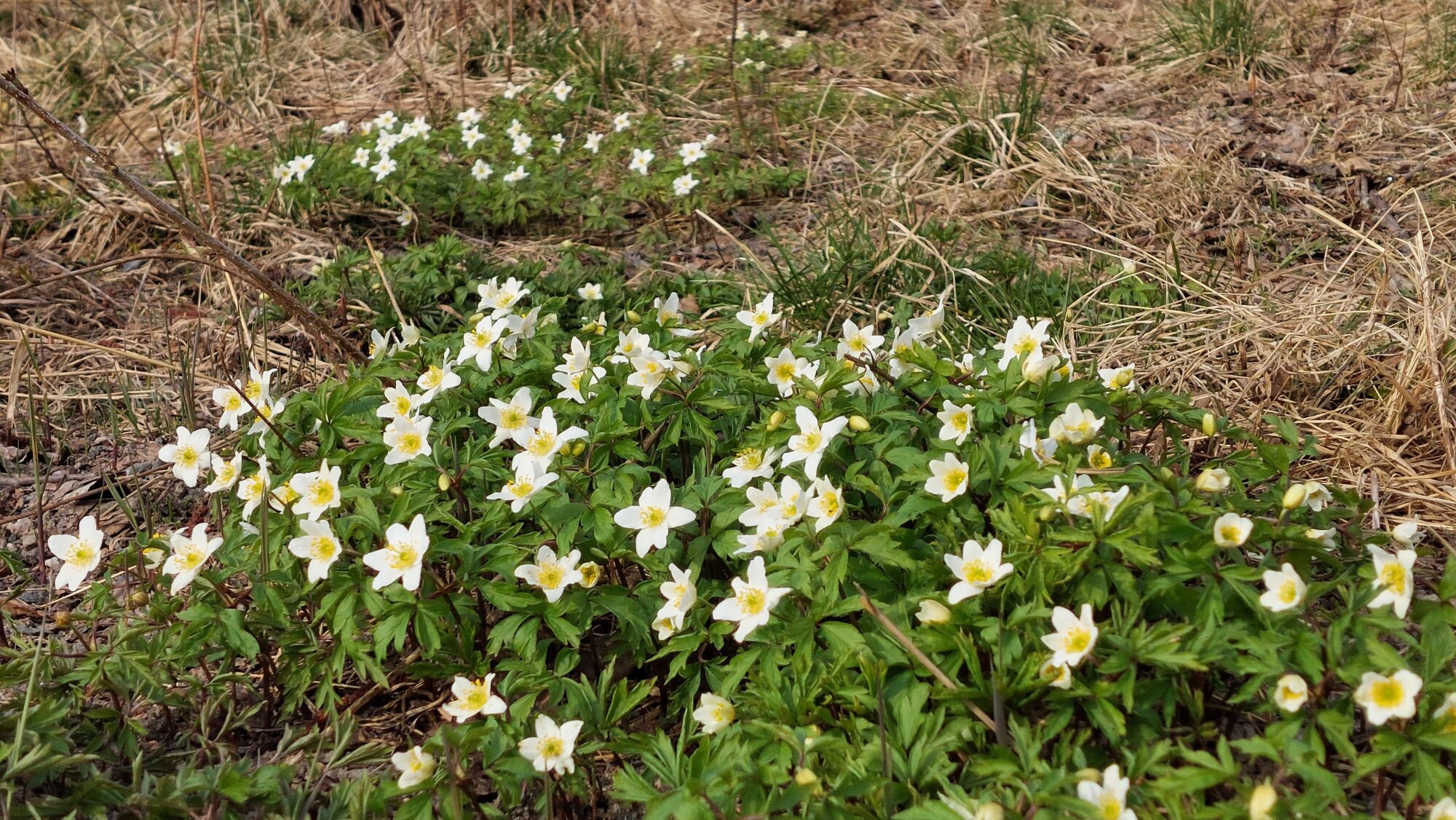 Valokuvaaja: Tarja Naukkarinen