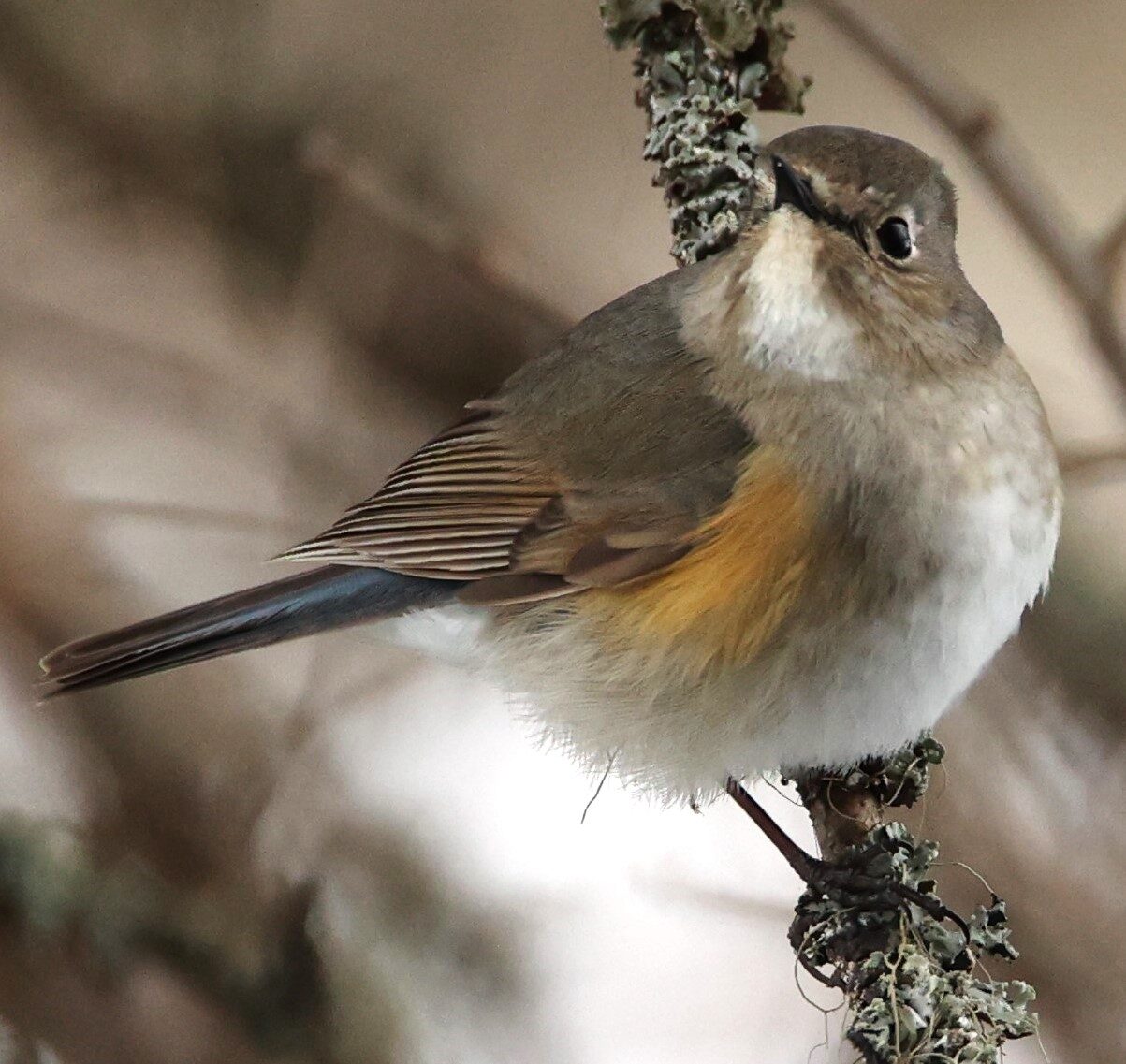 Valokuvaaja: Kaarina Heiskanen