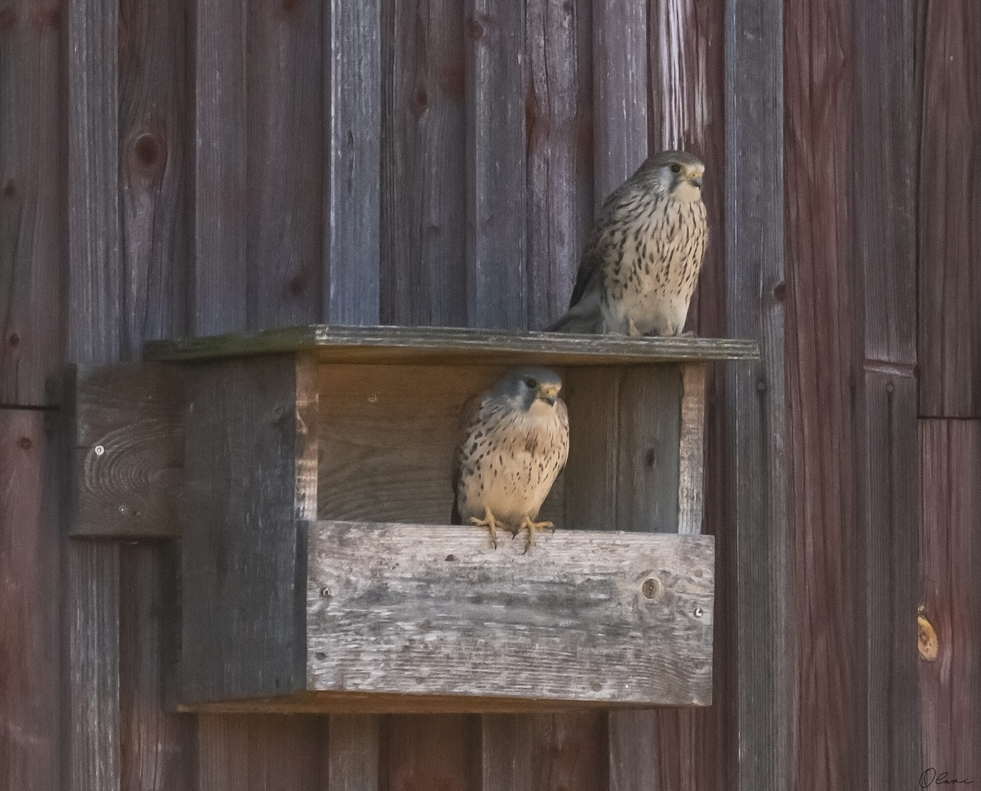 Valokuvaaja: Olavi Kangas