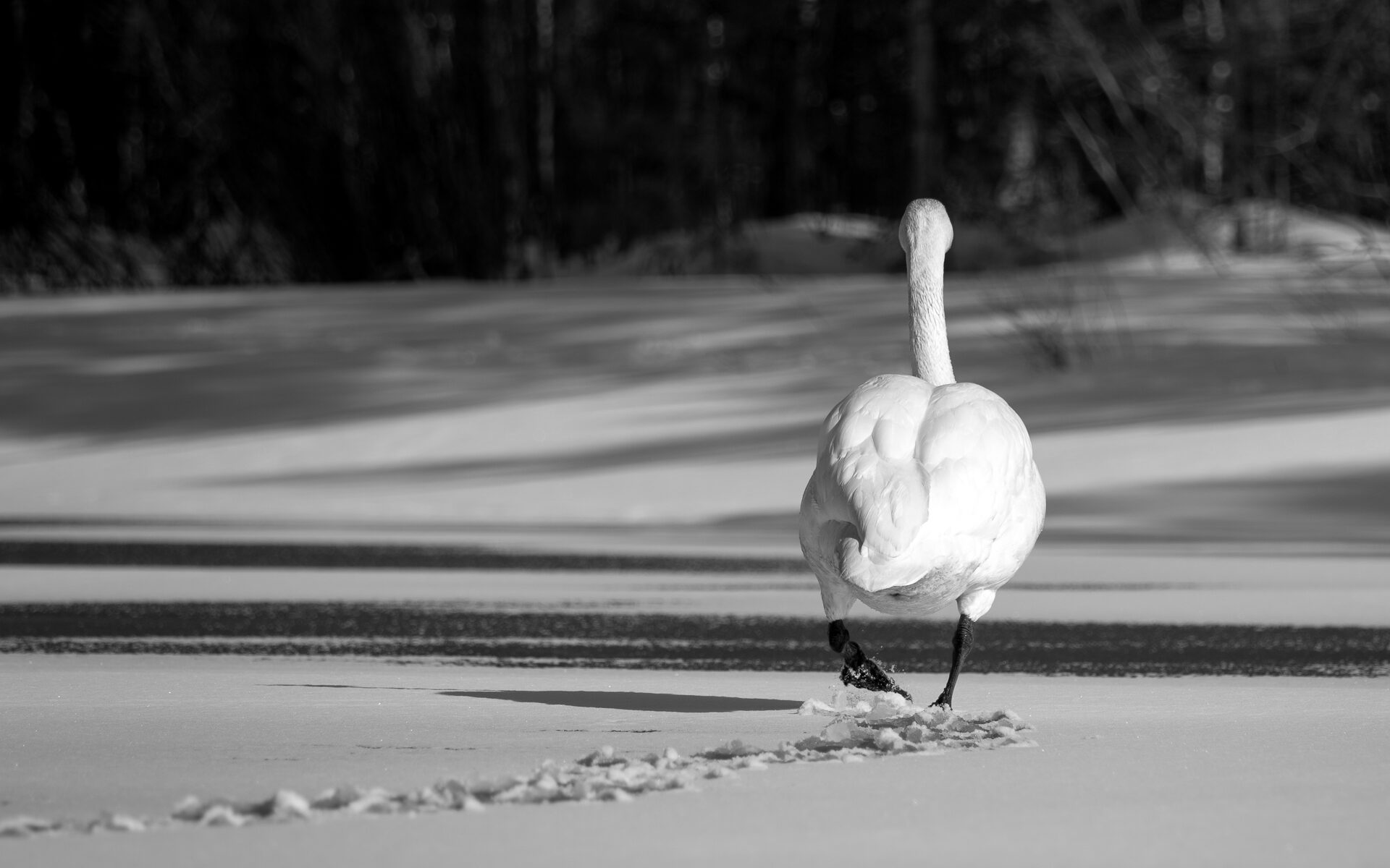 Valokuvaaja: Leevi Halme Valokuvaaja: Leevi Halme