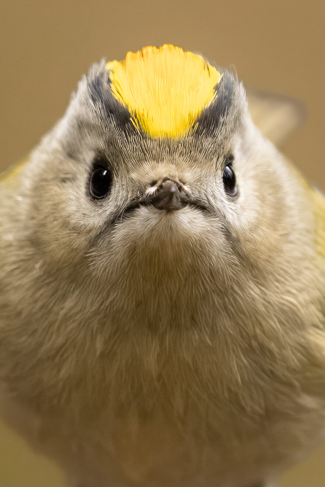 Valokuvaaja: Toni Pälli