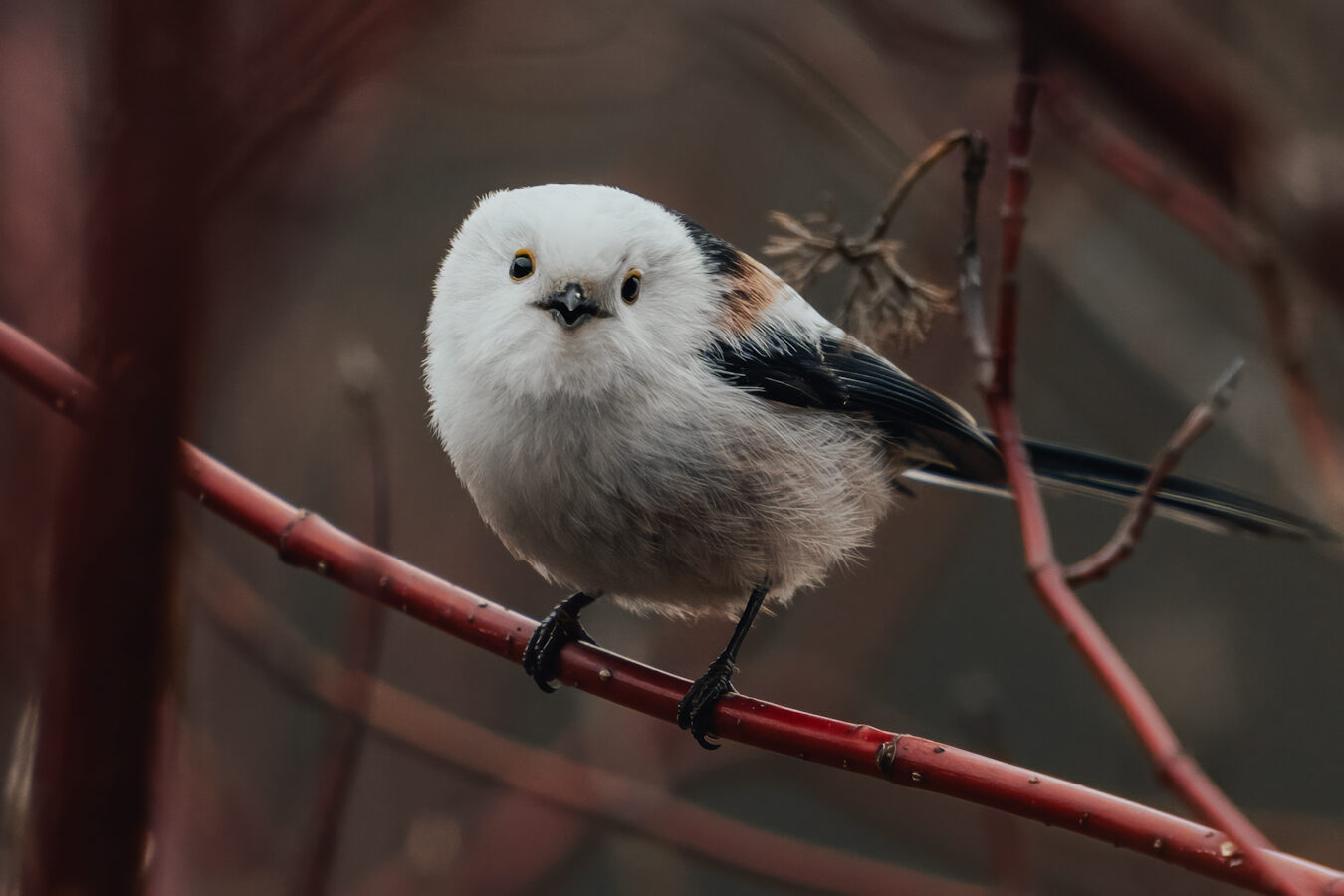 Valokuvaaja: Toni Pälli