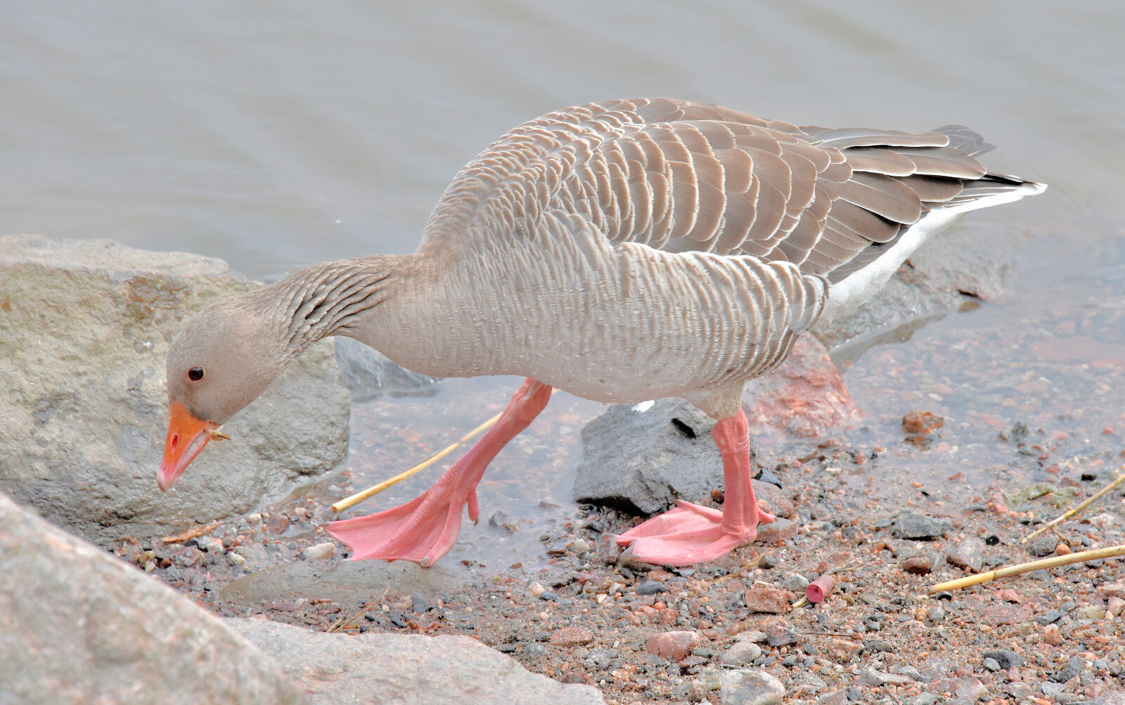 Valokuvaaja: Reijo Juurinen