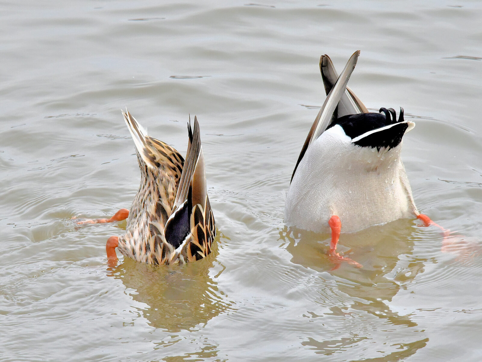 Valokuvaaja: Reijo Juurinen