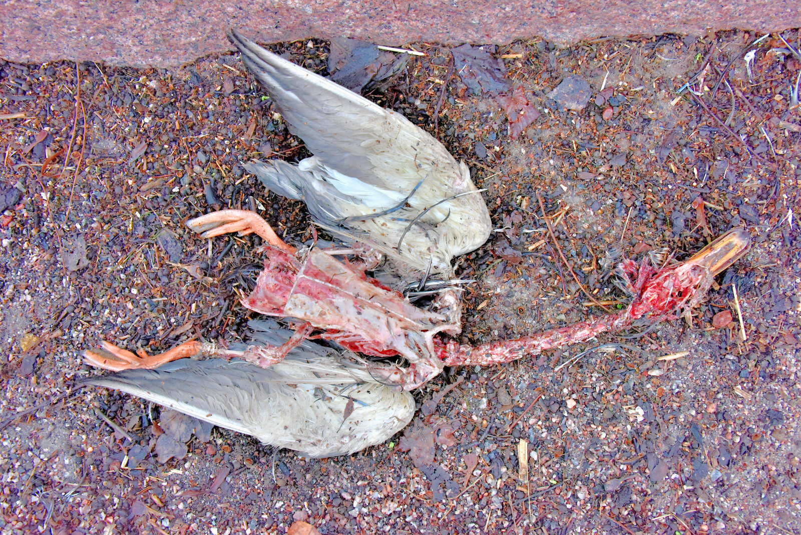 Valokuvaaja: Reijo Juurinen Valokuvaaja: Reijo Juurinen