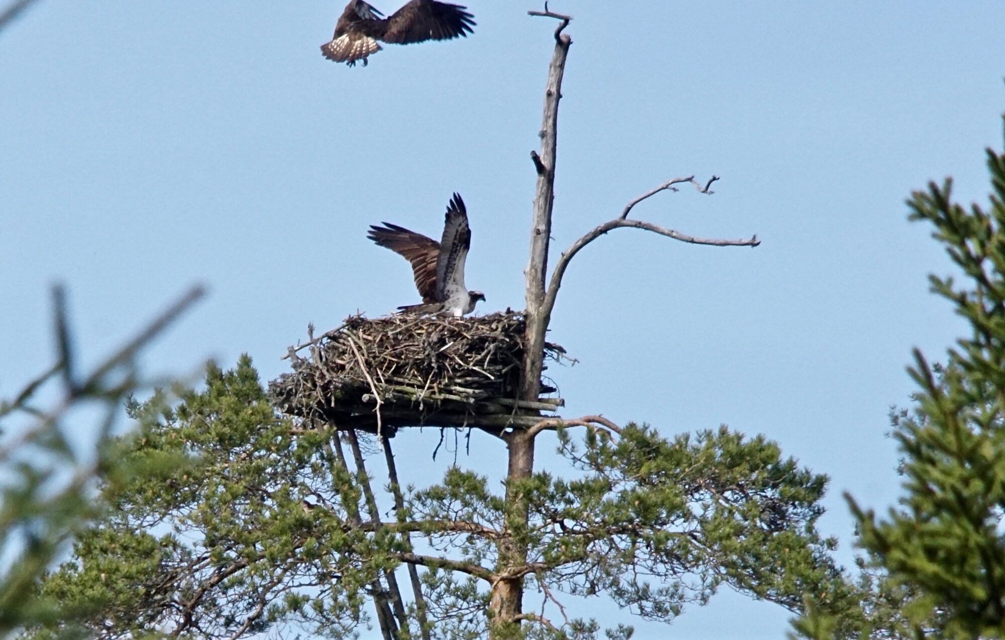 Valokuvaaja: Markku Ranta-Eilola Valokuvaaja: Markku Ranta-Eilola