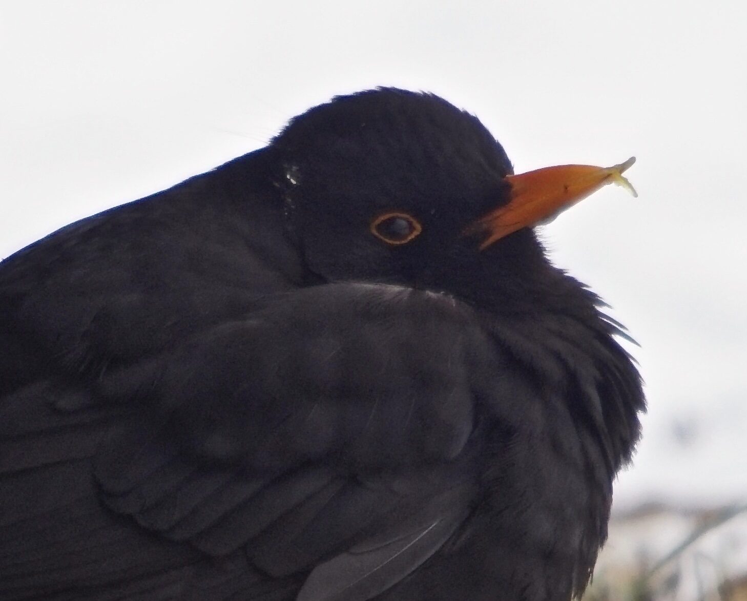 Valokuvaaja: Markku Ranta-Eilola