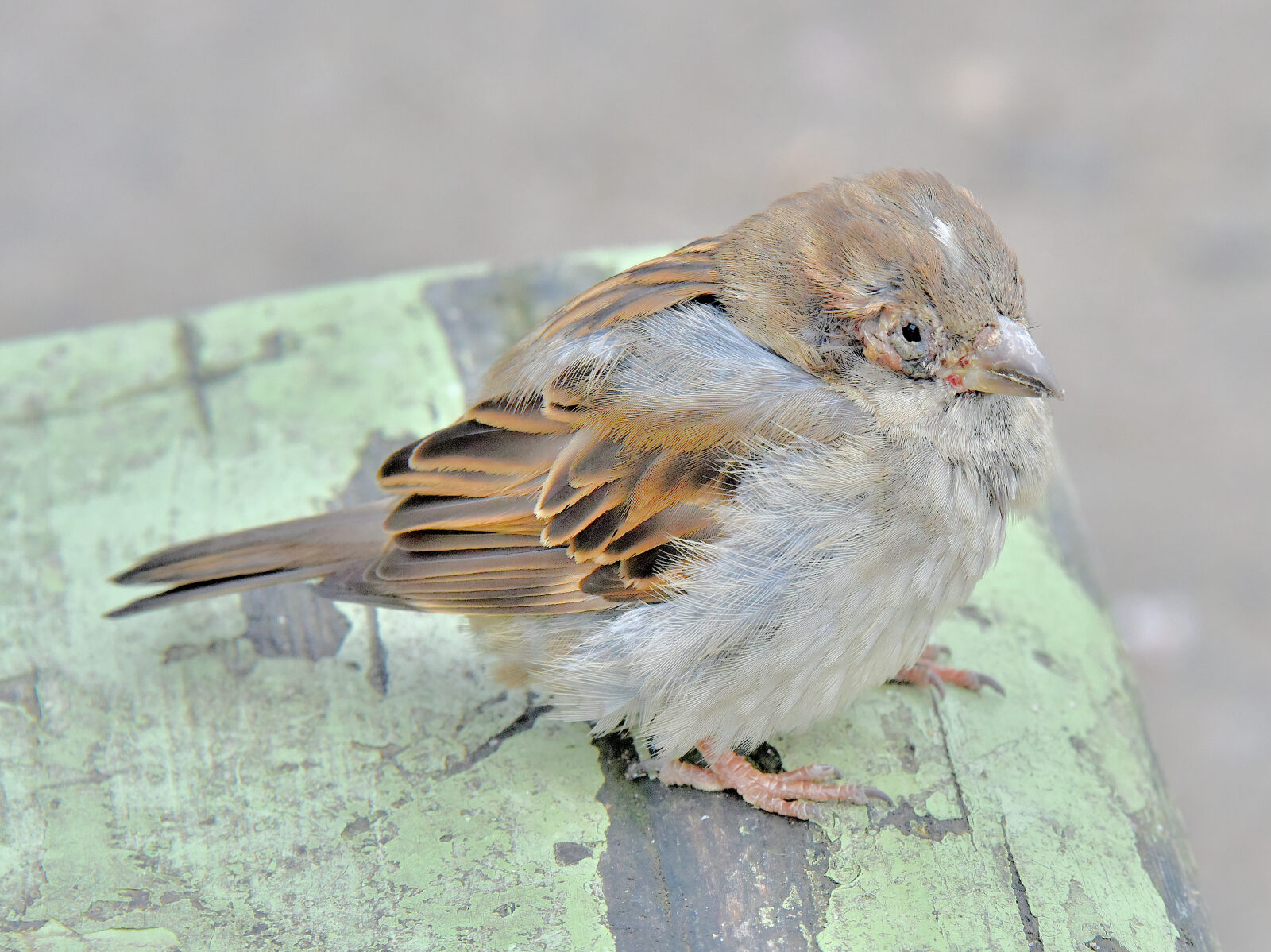 Valokuvaaja: Reijo Juurinen
