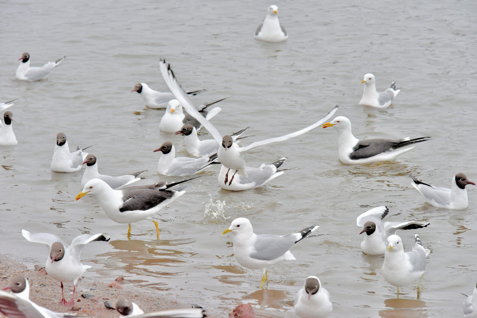Valokuvaaja: Reijo Juurinen Valokuvaaja: Reijo Juurinen
