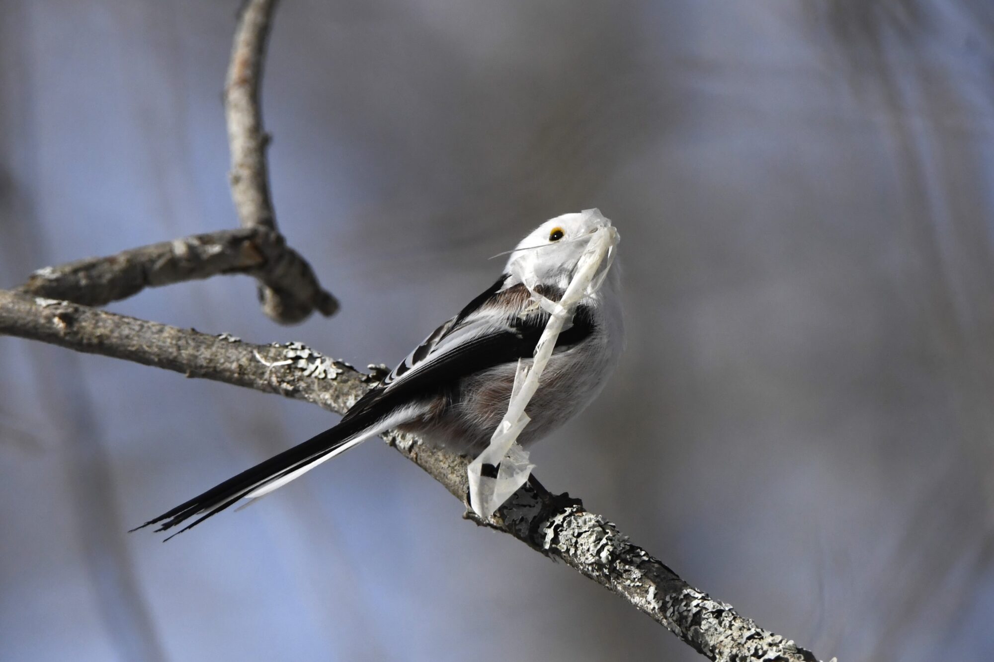 Valokuvaaja: Maarit Siitonen