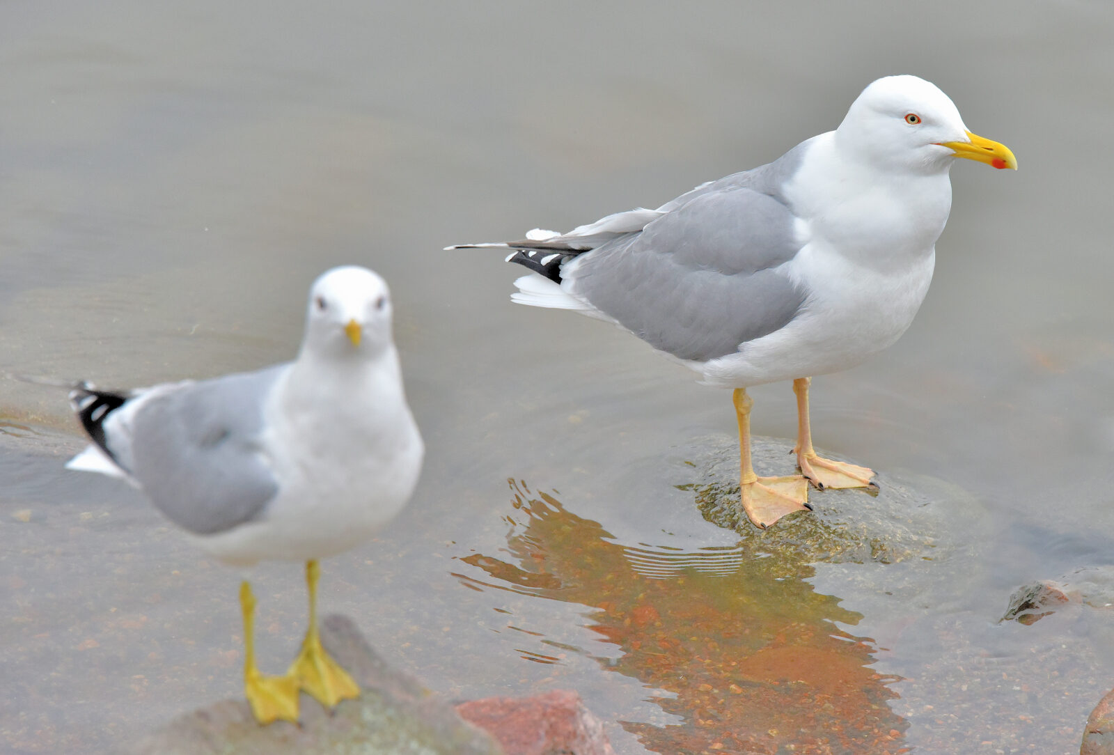 Valokuvaaja: Reijo Juurinen