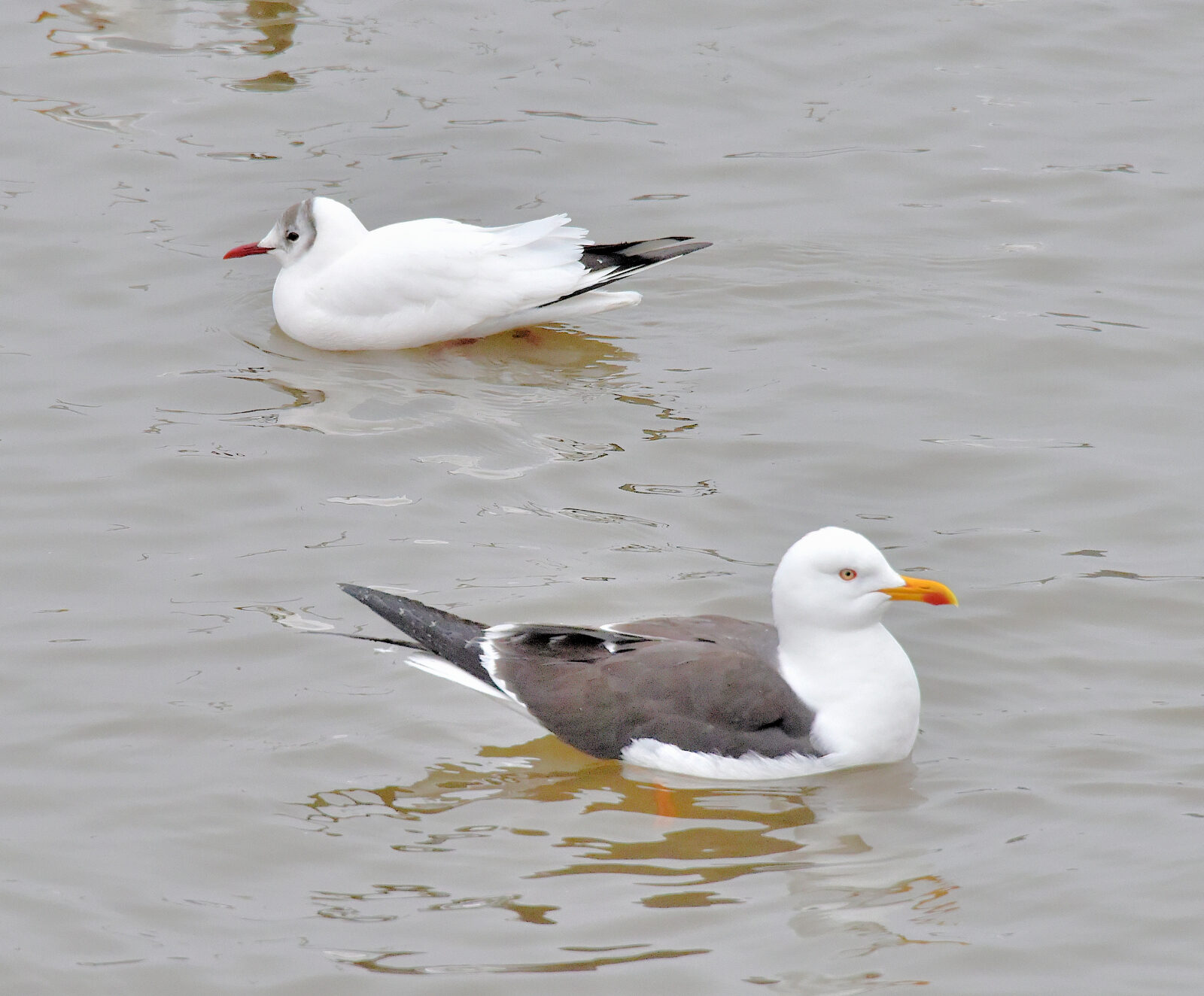 Valokuvaaja: Reijo Juurinen