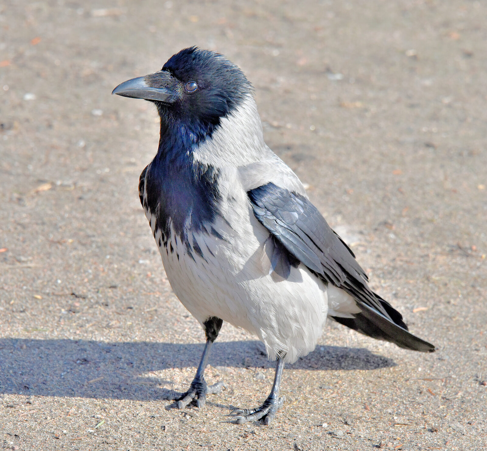 Valokuvaaja: Reijo Juurinen Valokuvaaja: Reijo Juurinen