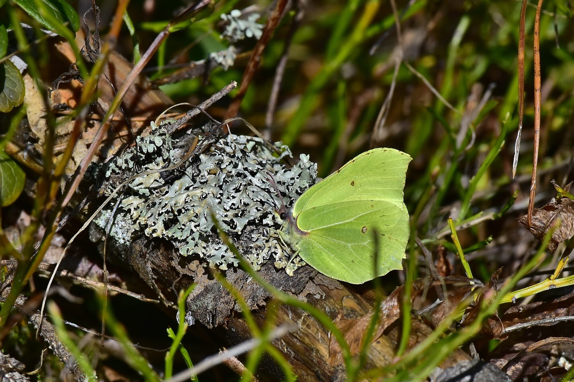 Valokuvaaja: Markku Pelkonen