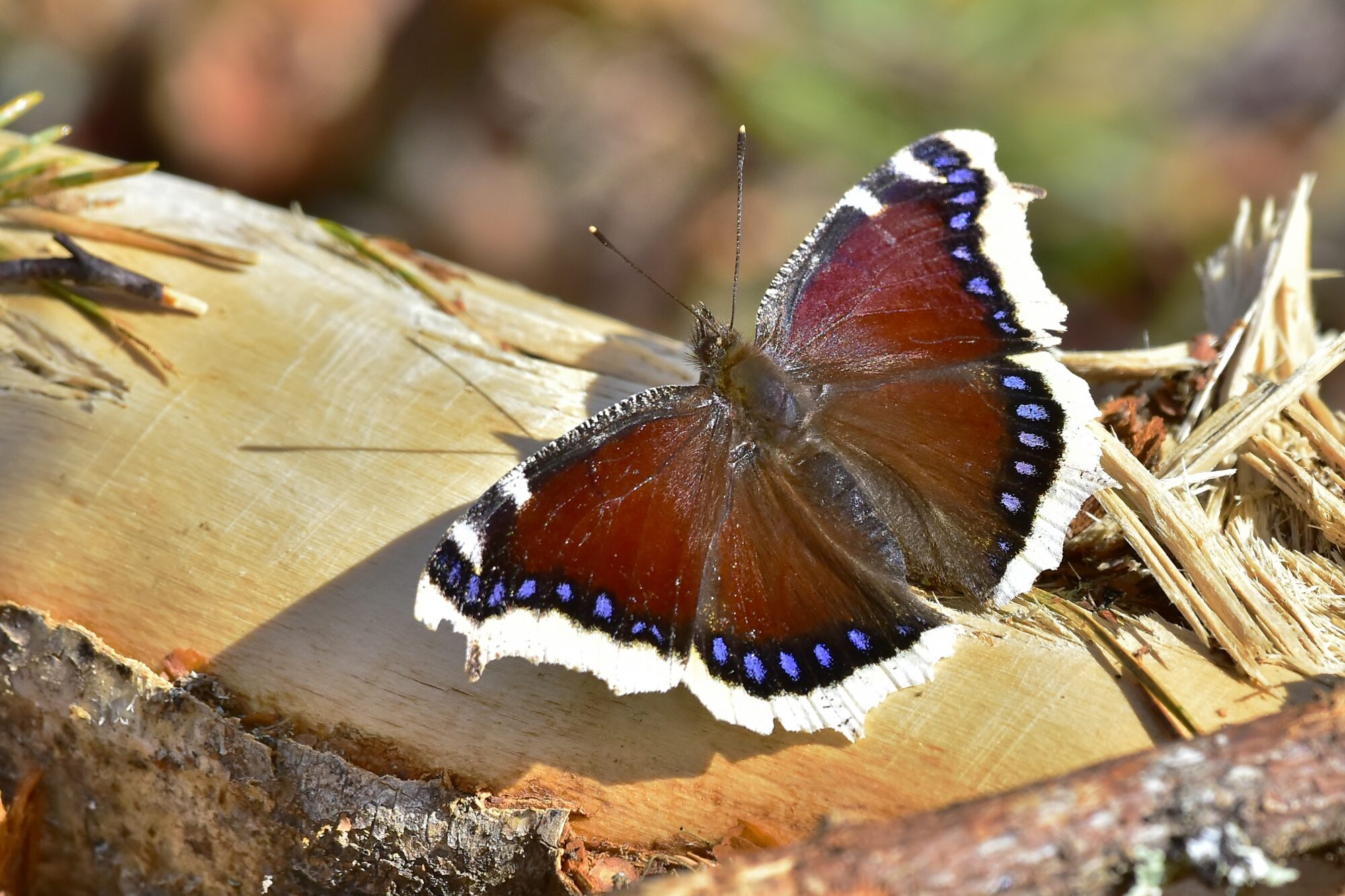 Valokuvaaja: Markku Pelkonen