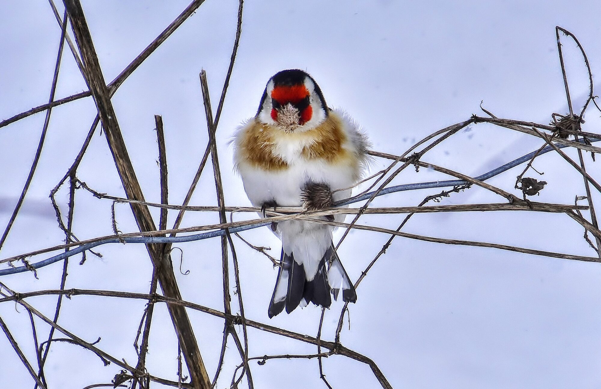 Valokuvaaja: Markku Pelkonen Valokuvaaja: Markku Pelkonen