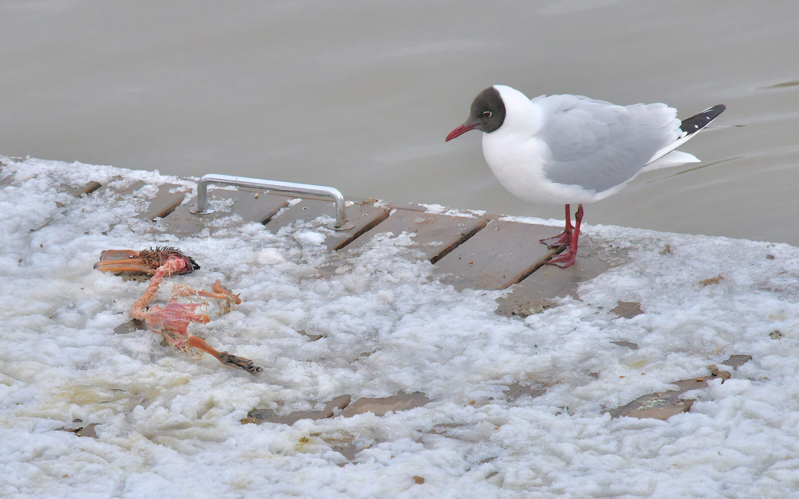 Valokuvaaja: Reijo Juurinen