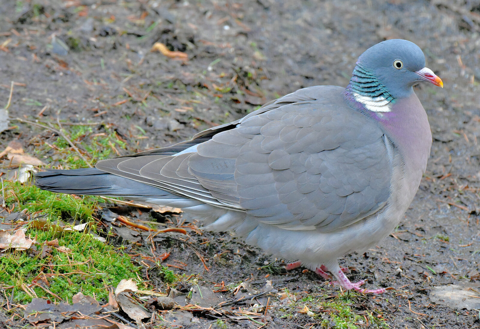 Valokuvaaja: Reijo Juurinen Valokuvaaja: Reijo Juurinen