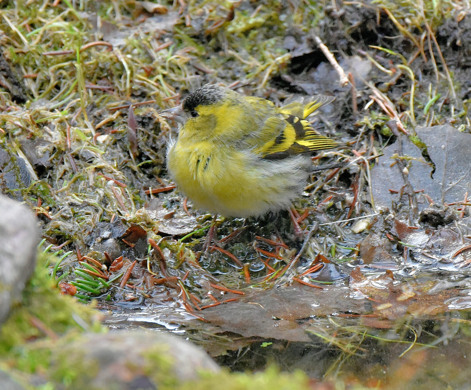 Valokuvaaja: Reijo Juurinen Valokuvaaja: Reijo Juurinen