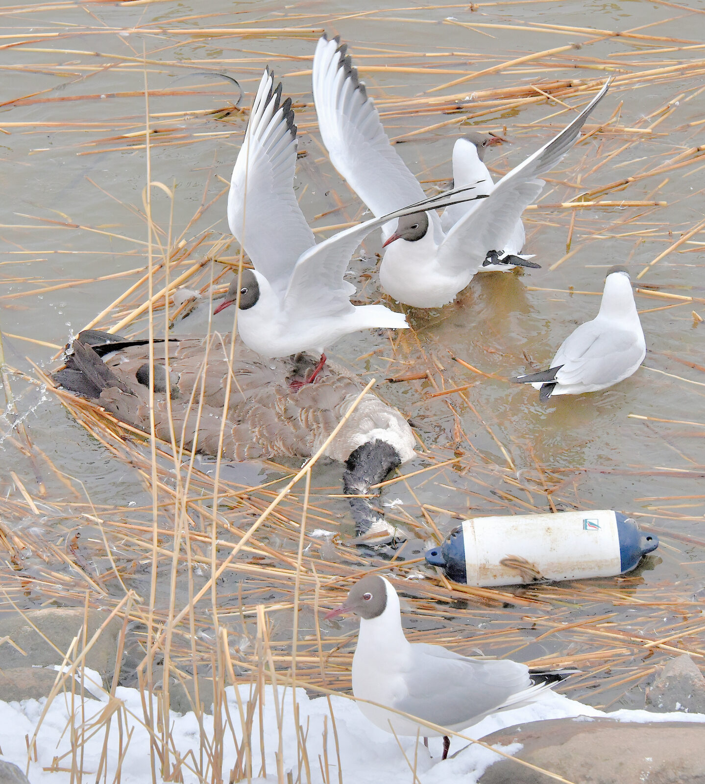 Valokuvaaja: Reijo Juurinen
