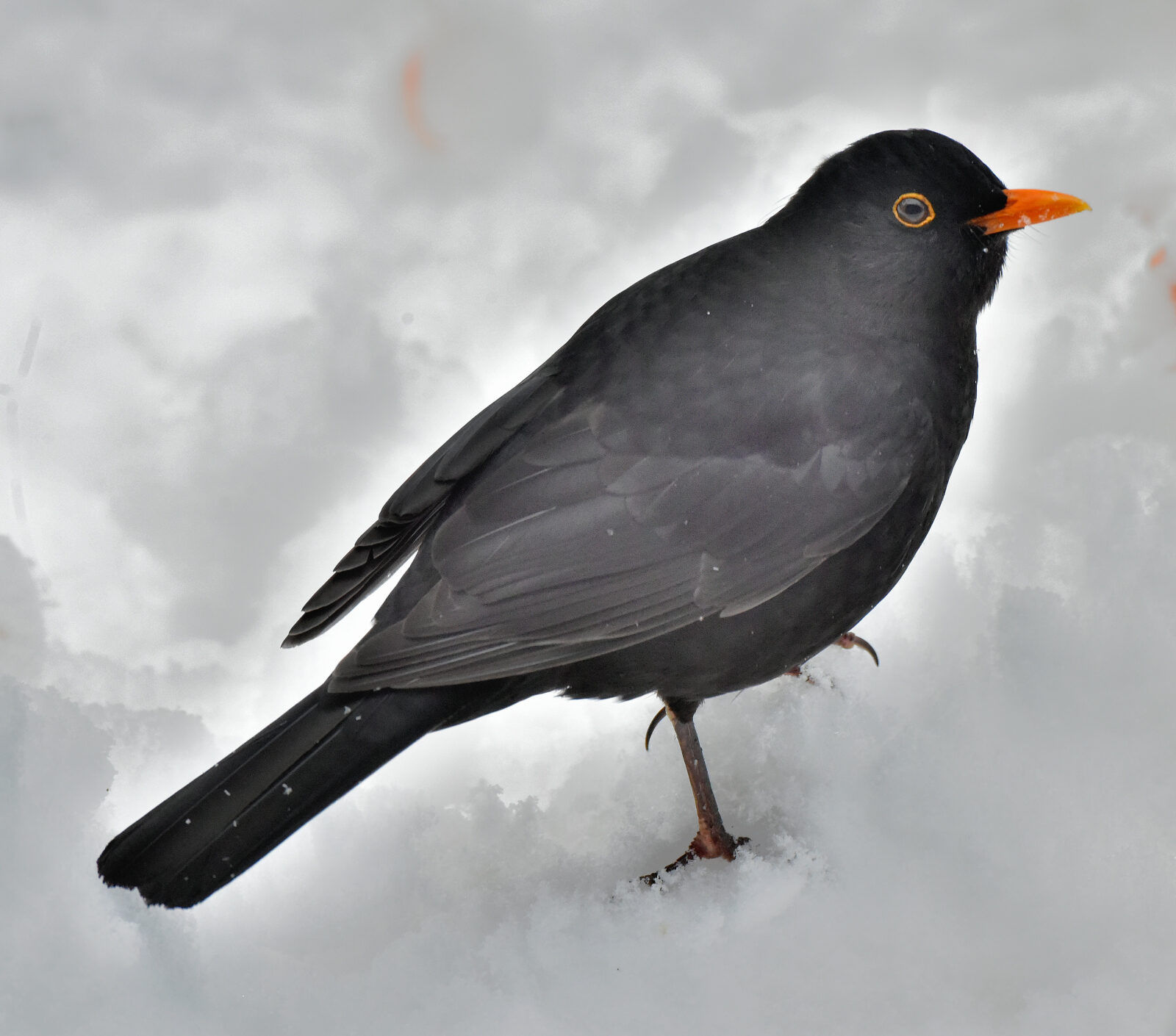 Valokuvaaja: Reijo Juurinen