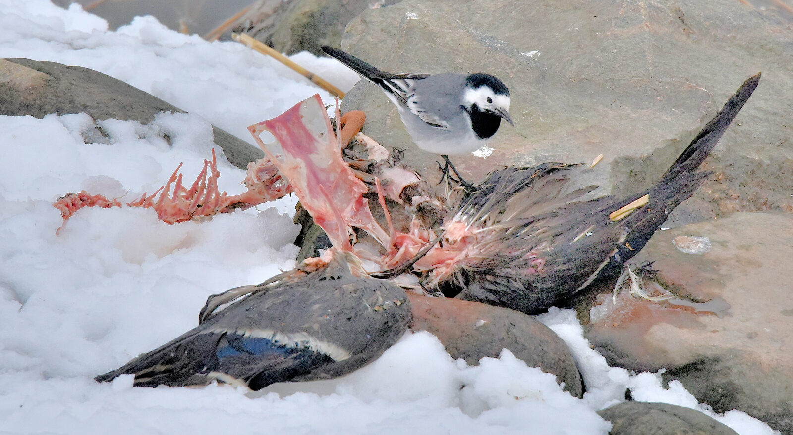 Valokuvaaja: Reijo Juurinen