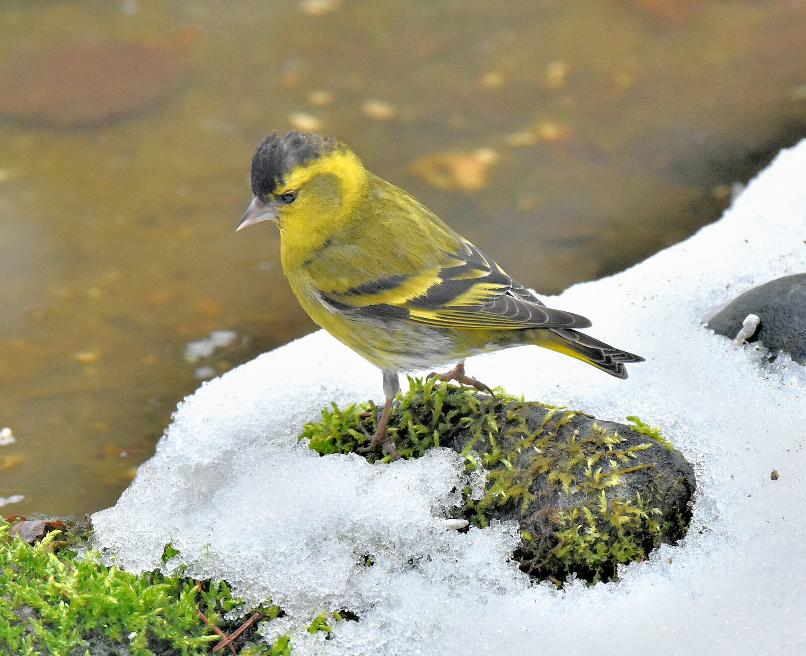 Valokuvaaja: Reijo Juurinen