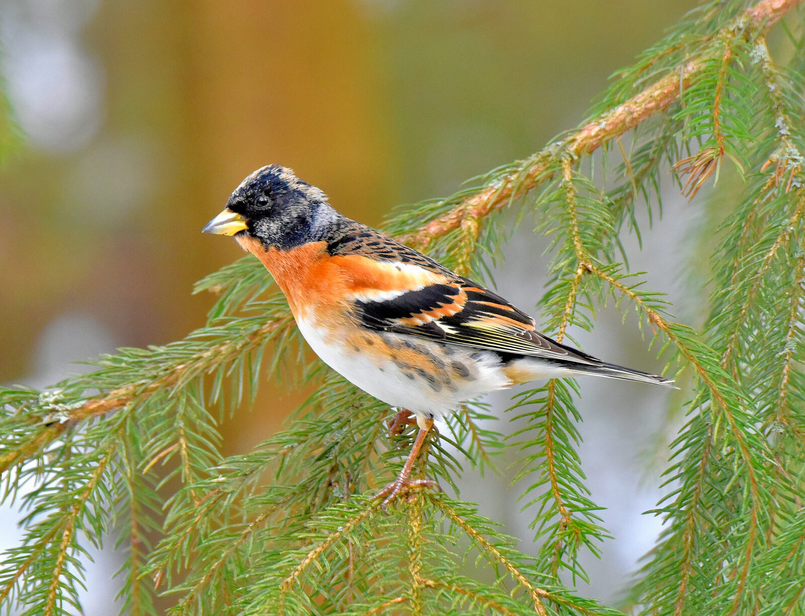 Valokuvaaja: Reijo Juurinen