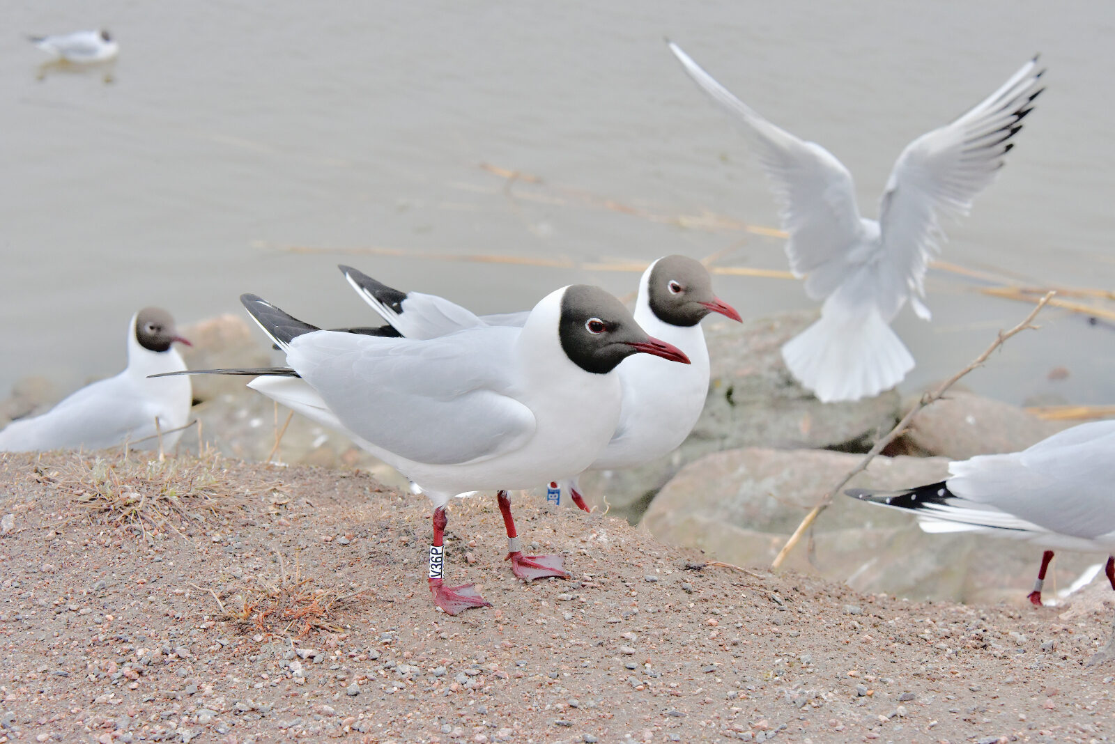 Valokuvaaja: Reijo Juurinen