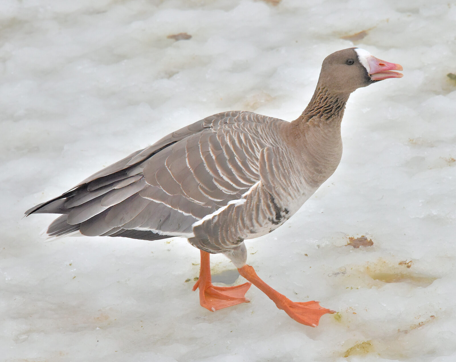 Valokuvaaja: Reijo Juurinen