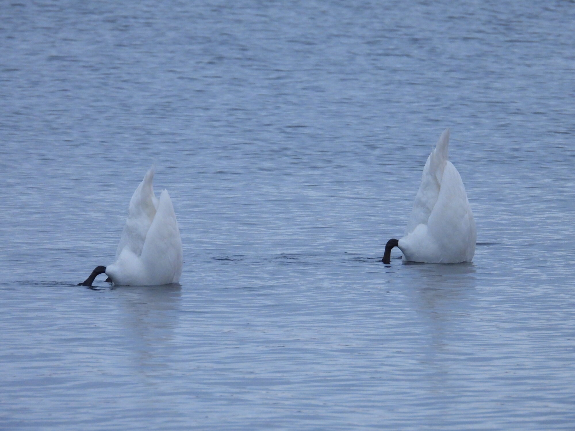 Valokuvaaja: Juhani Peltonen