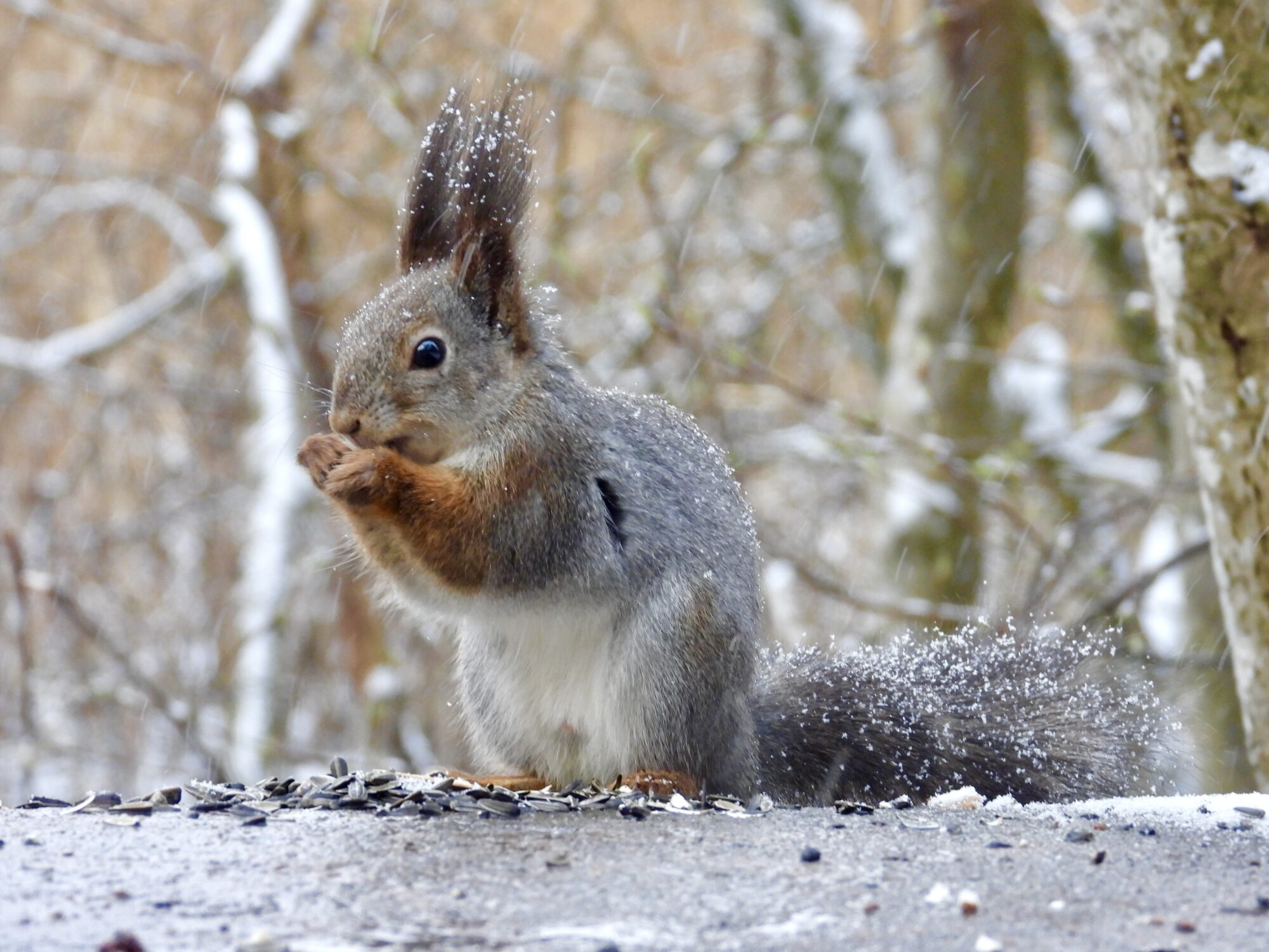 Valokuvaaja: Juhani Peltonen Valokuvaaja: Juhani Peltonen
