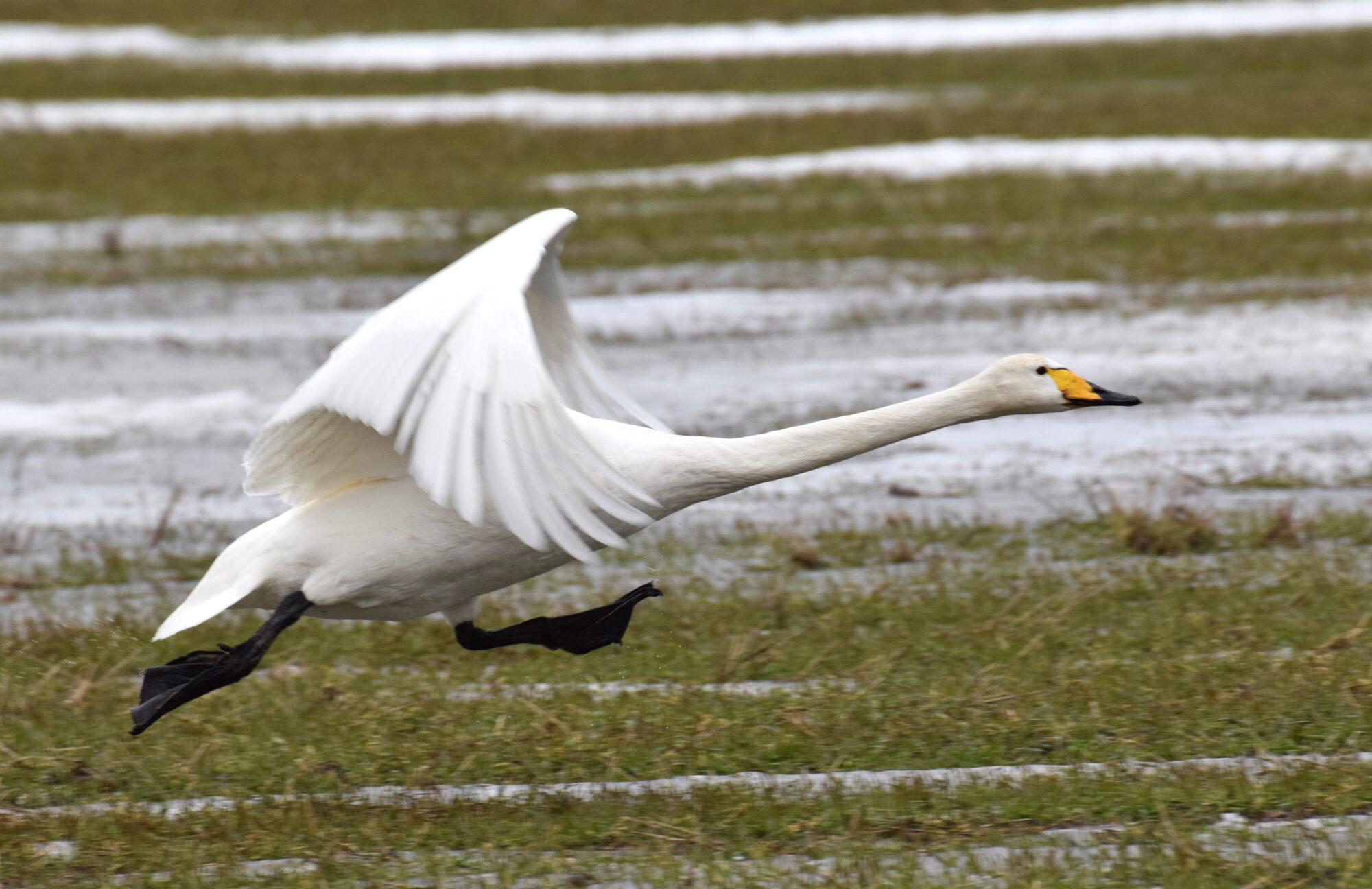 Valokuvaaja: Tuomo Nordlund