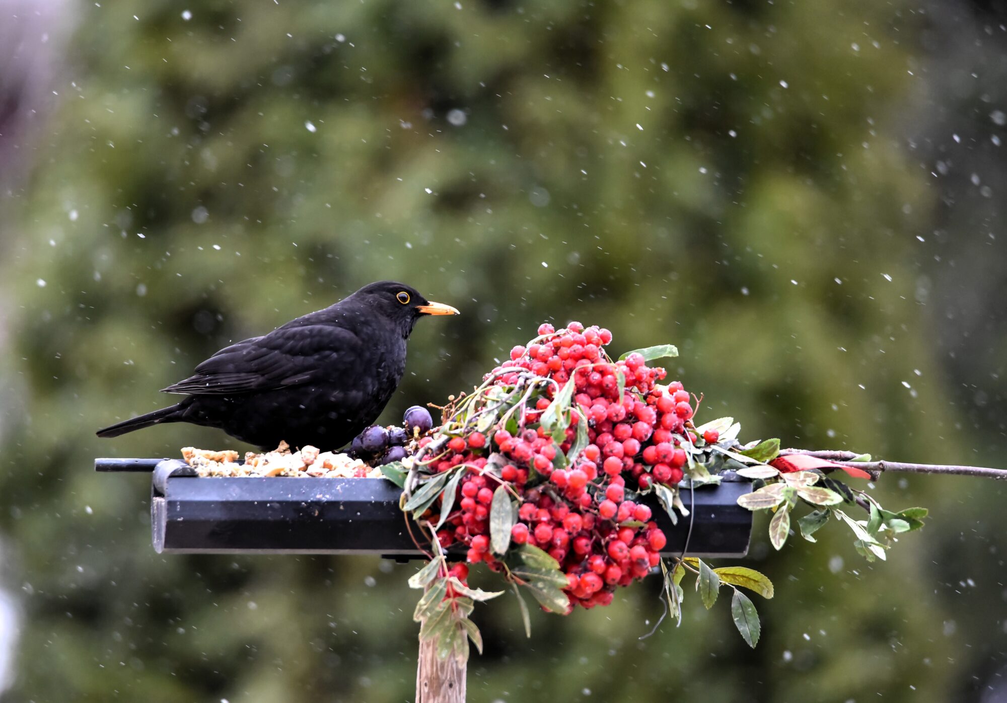 Valokuvaaja: Leena Latvala