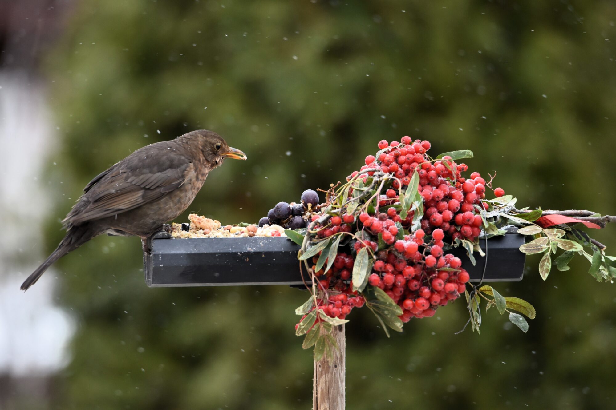 Valokuvaaja: Leena Latvala