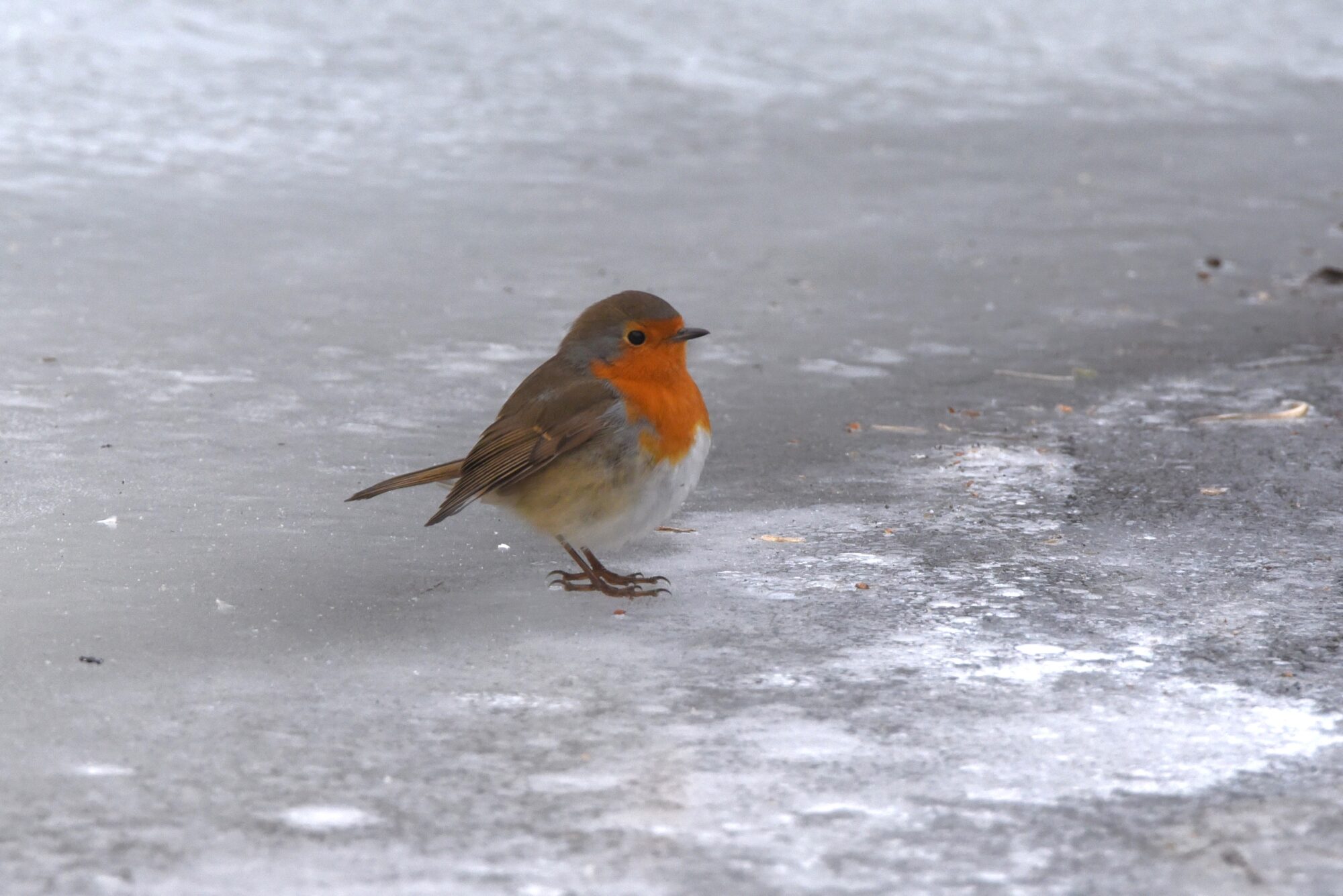 Valokuvaaja: Maarit Siitonen