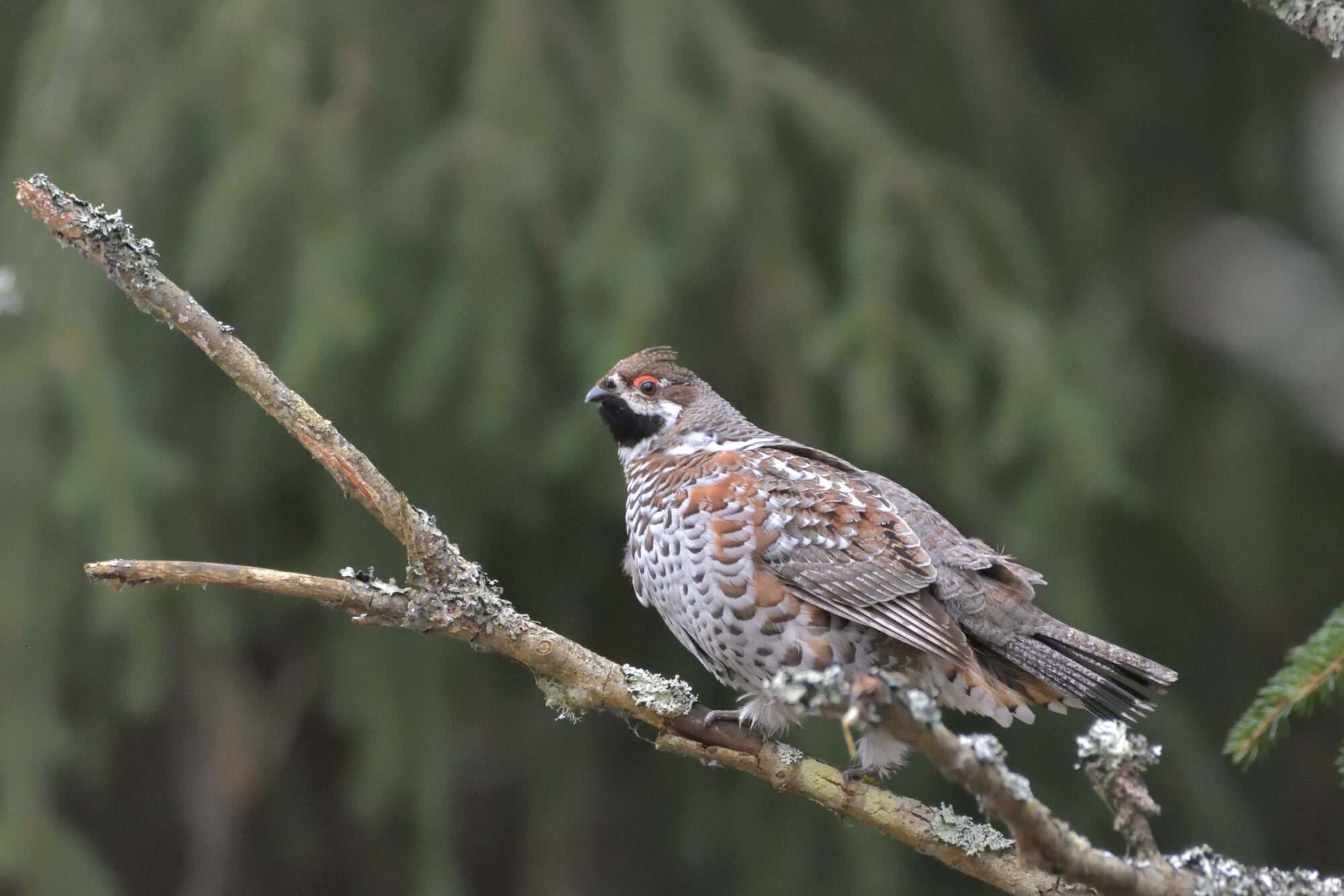 Valokuvaaja: Asko Heikkinen