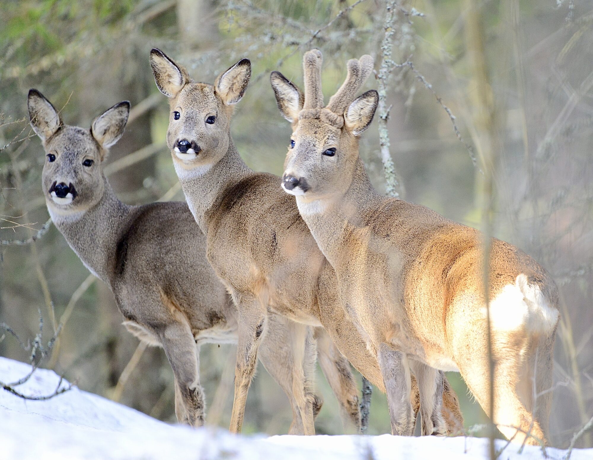 Valokuvaaja: Juha Soljander