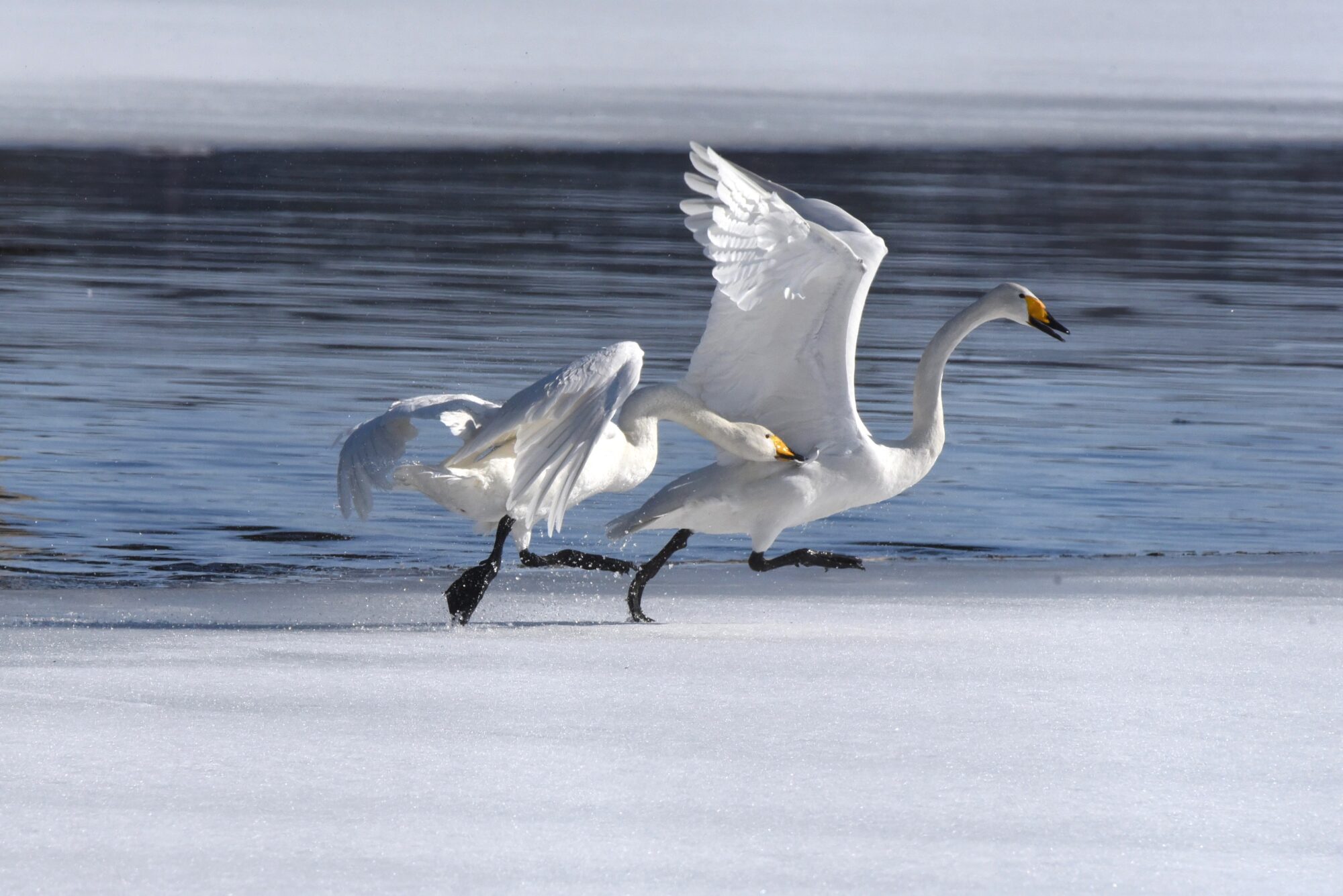 Valokuvaaja: Maarit Siitonen Valokuvaaja: Maarit Siitonen