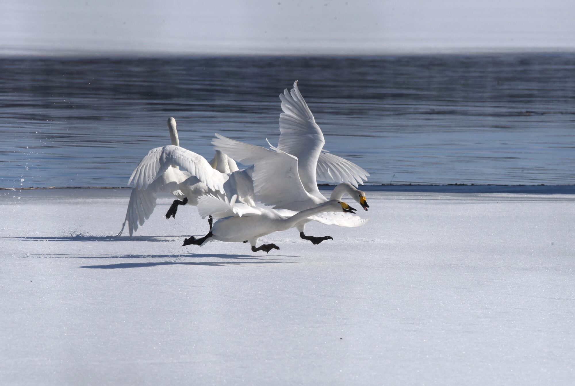 Valokuvaaja: Maarit Siitonen