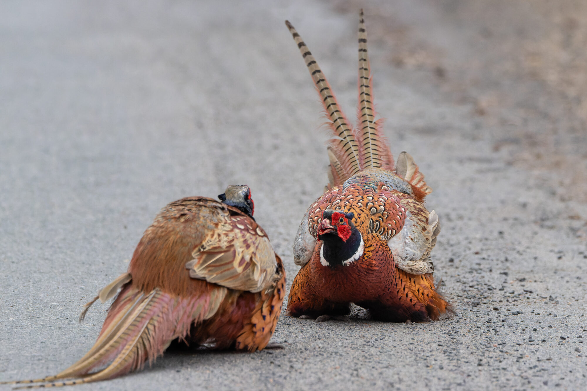 Valokuvaaja: TOMMI KUJALA