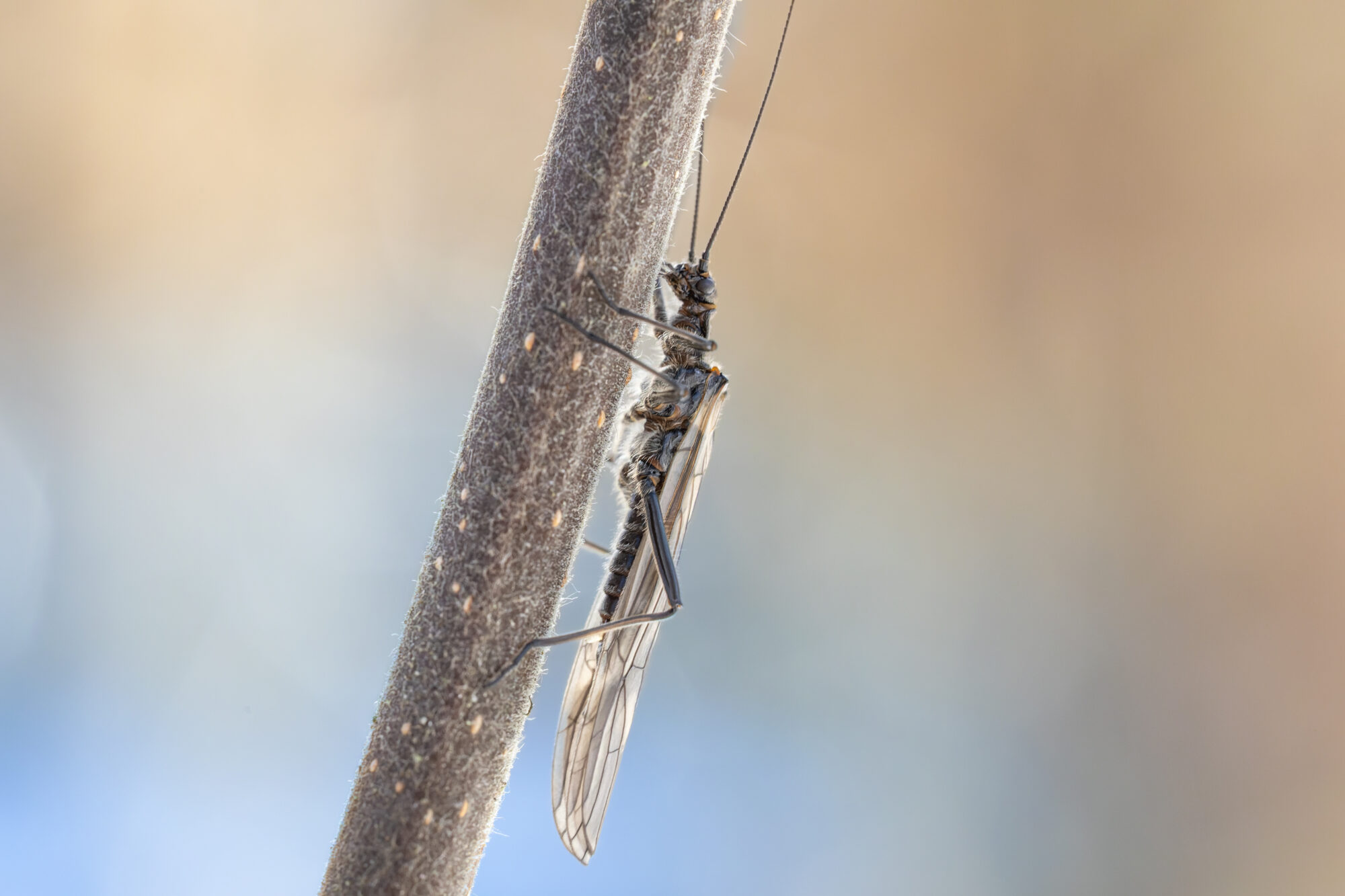 Valokuvaaja: TOMMI KUJALA