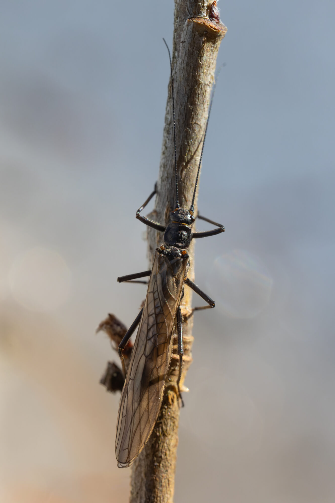 Valokuvaaja: TOMMI KUJALA