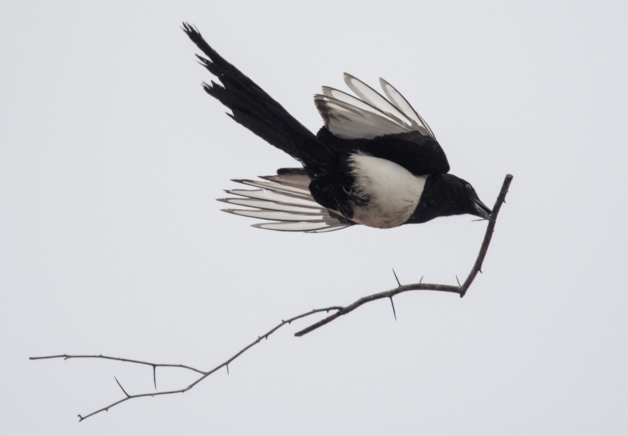 Valokuvaaja: Matti Manninen