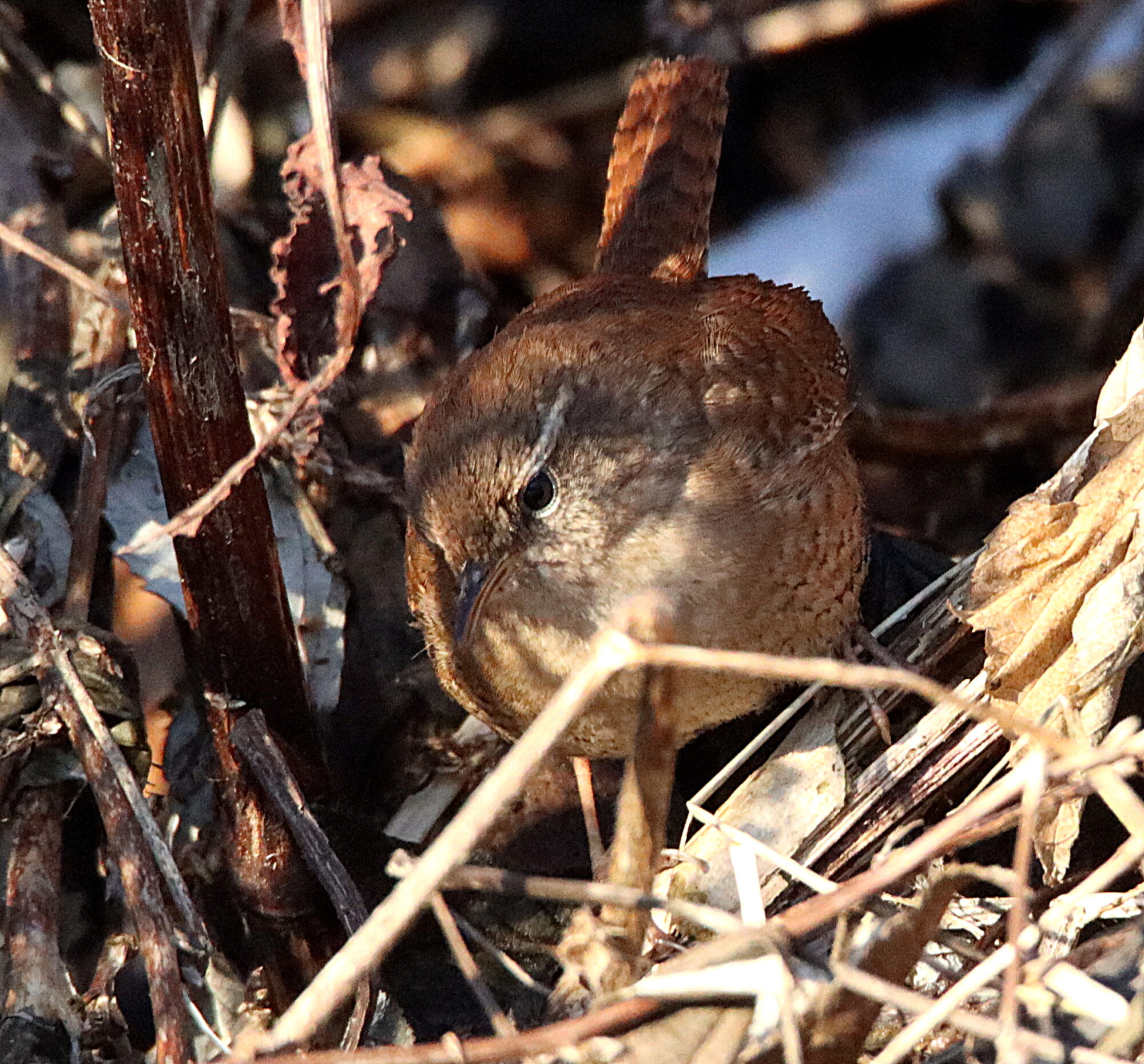 Valokuvaaja: Irja Lehtinen